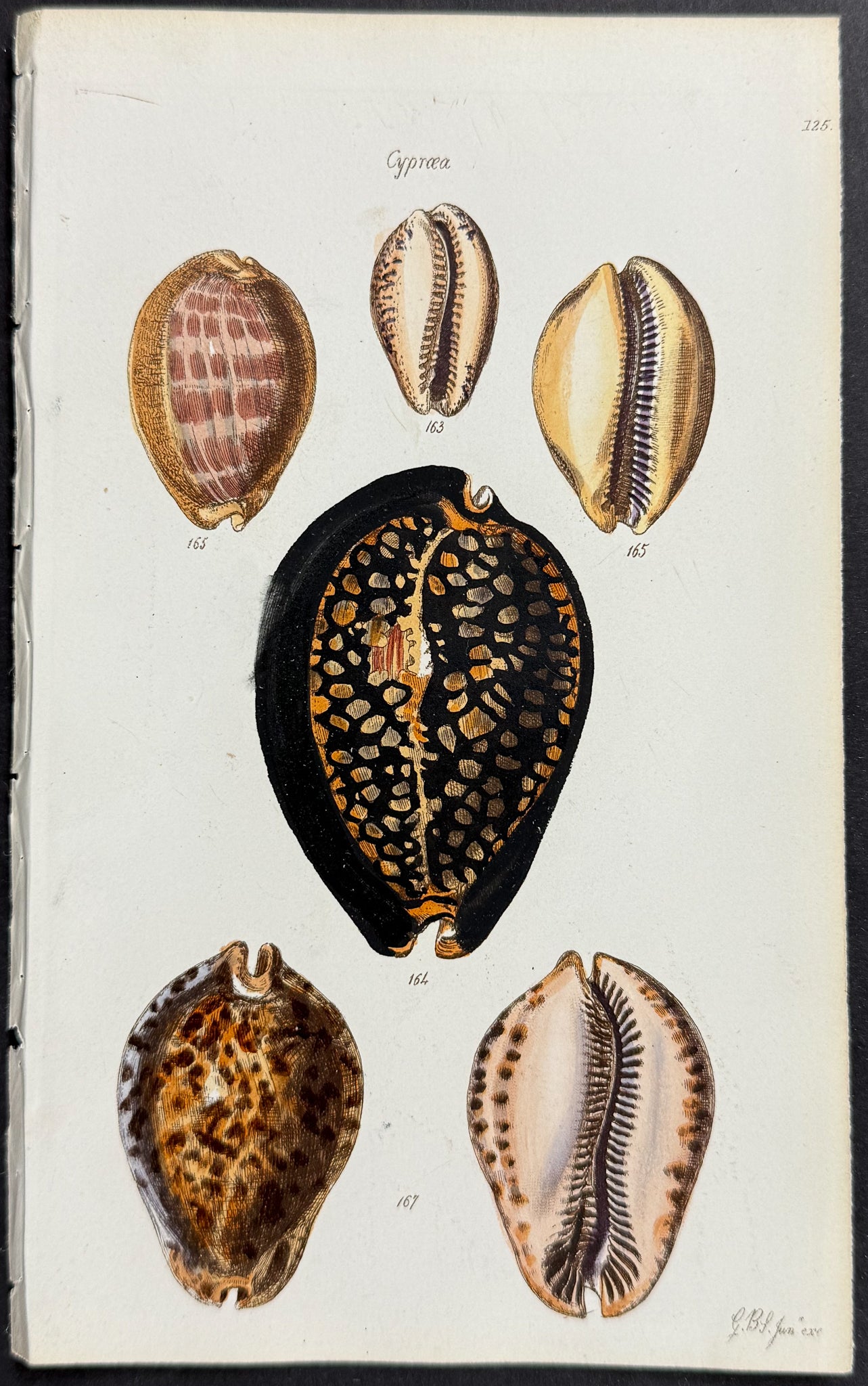 Shells