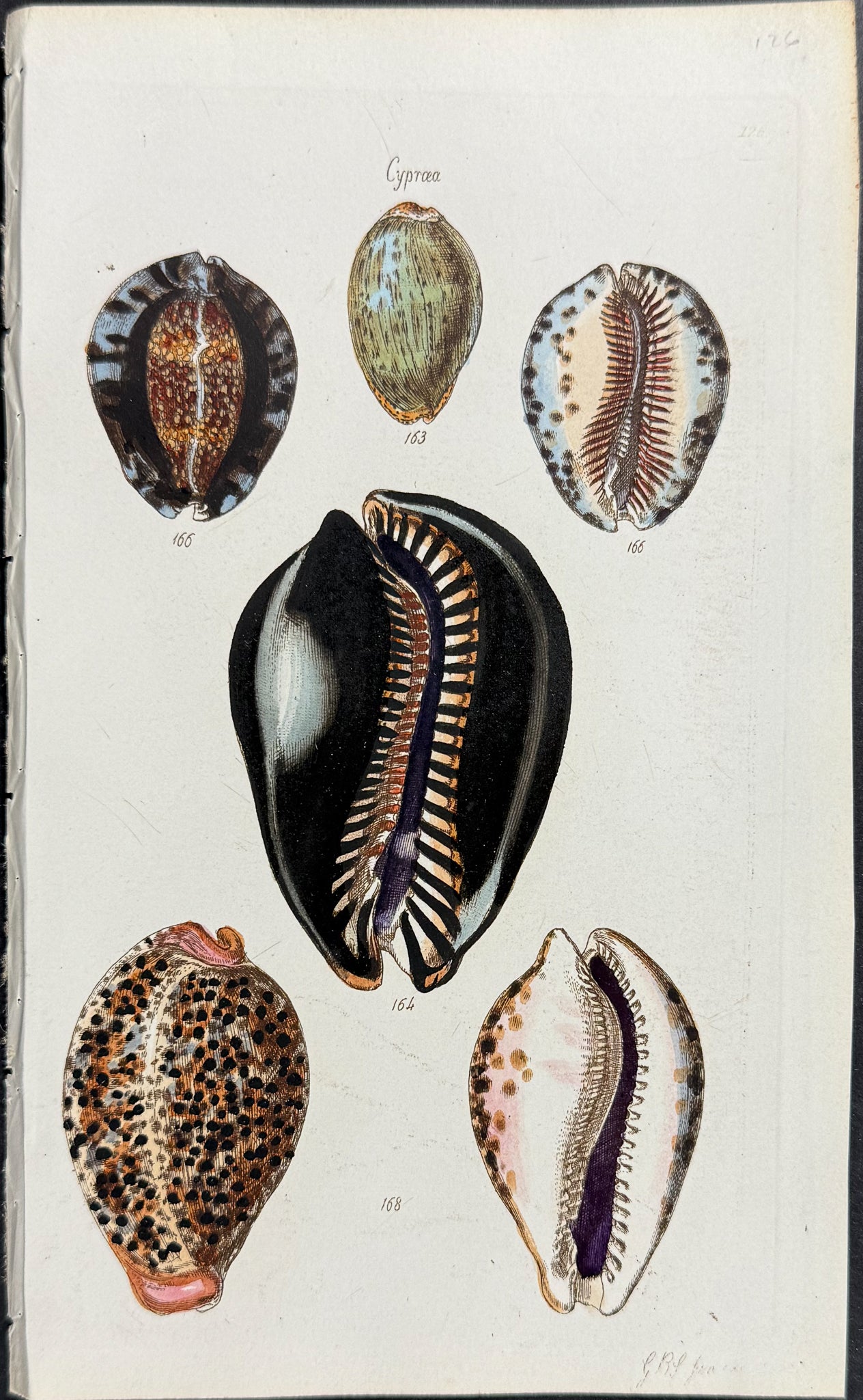 Shells