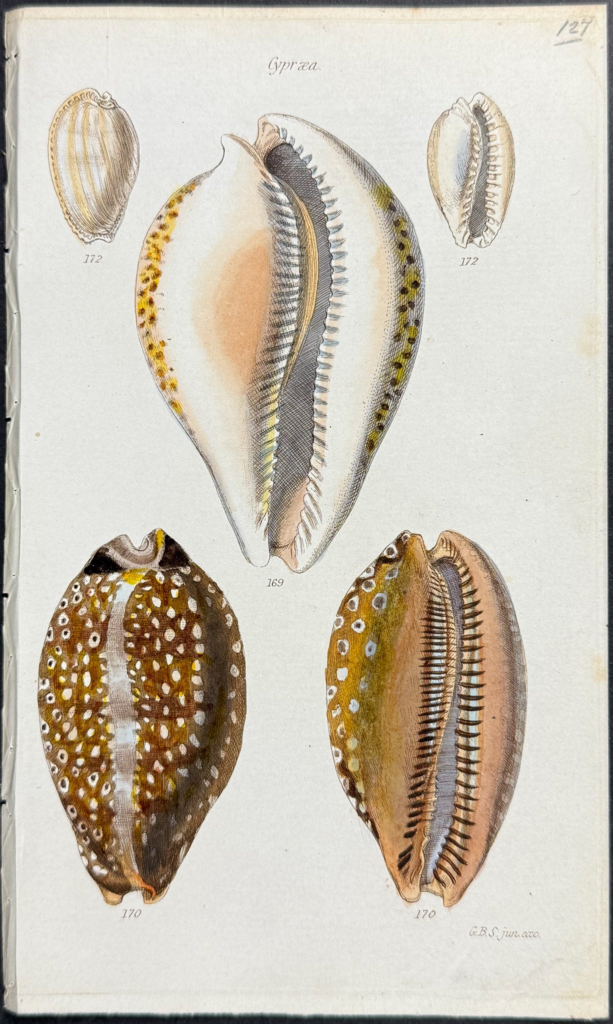 Shells
