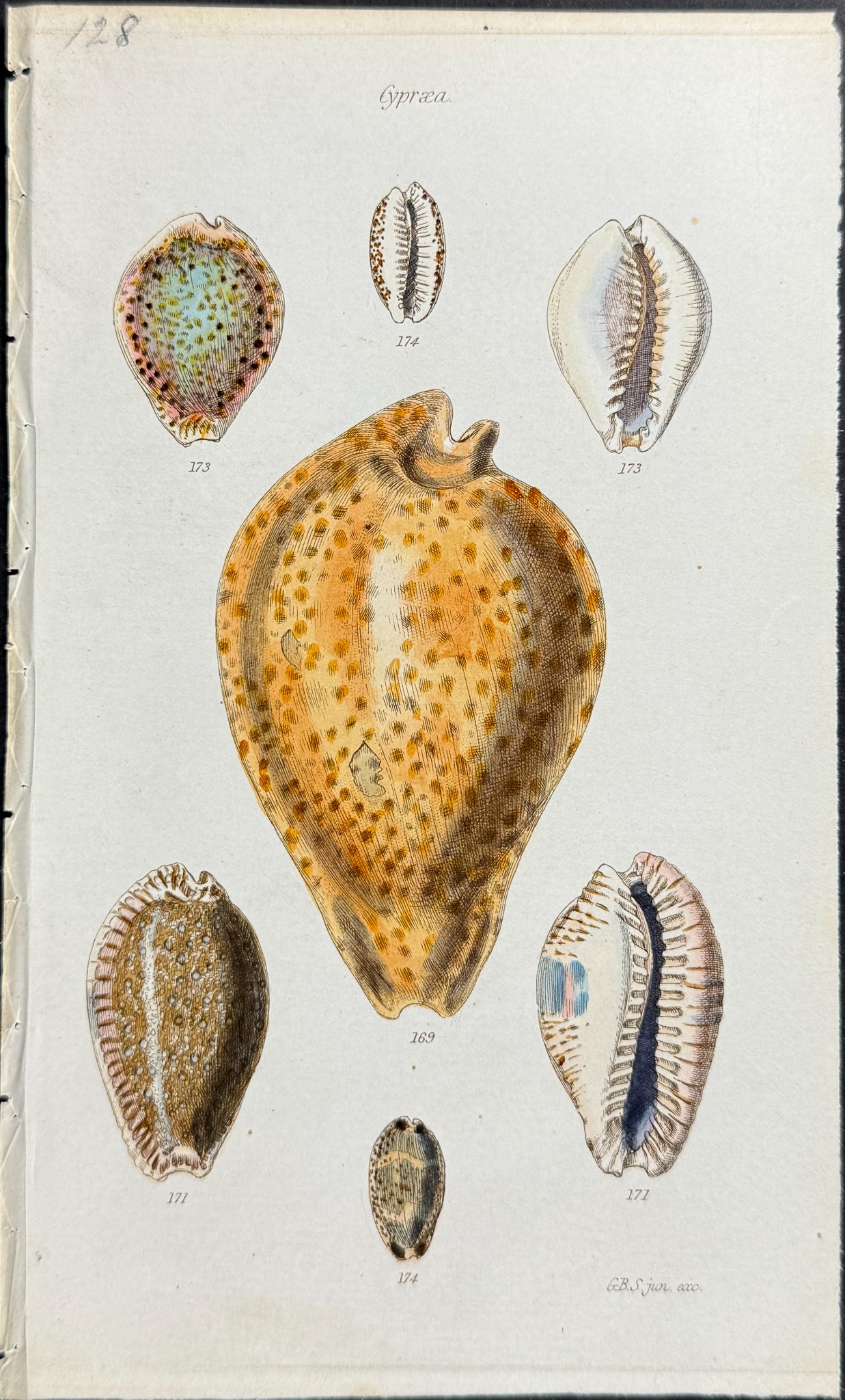 Shells