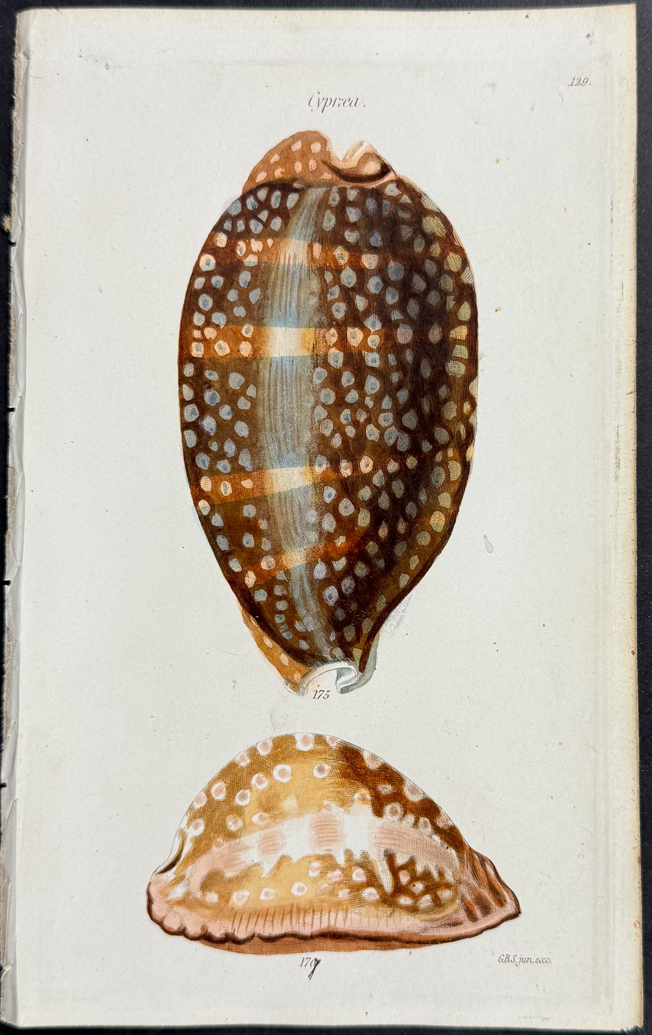 Shells