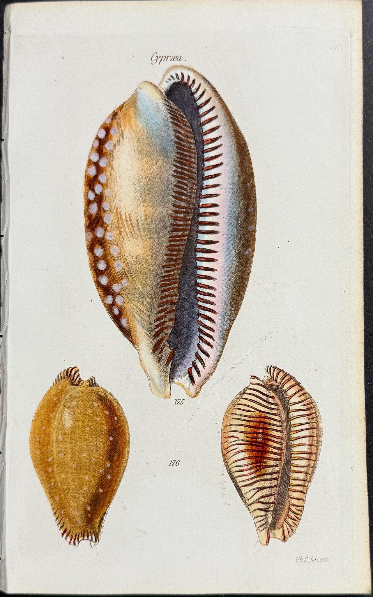 Shells