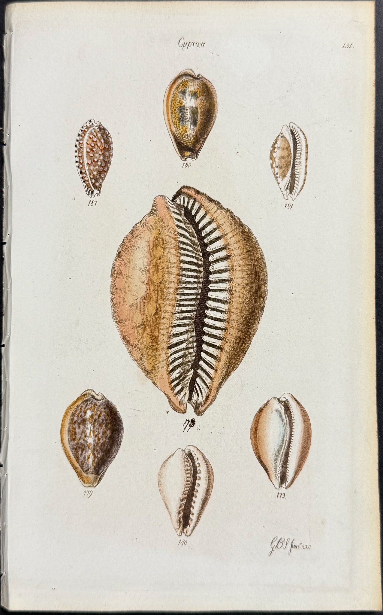 Shells