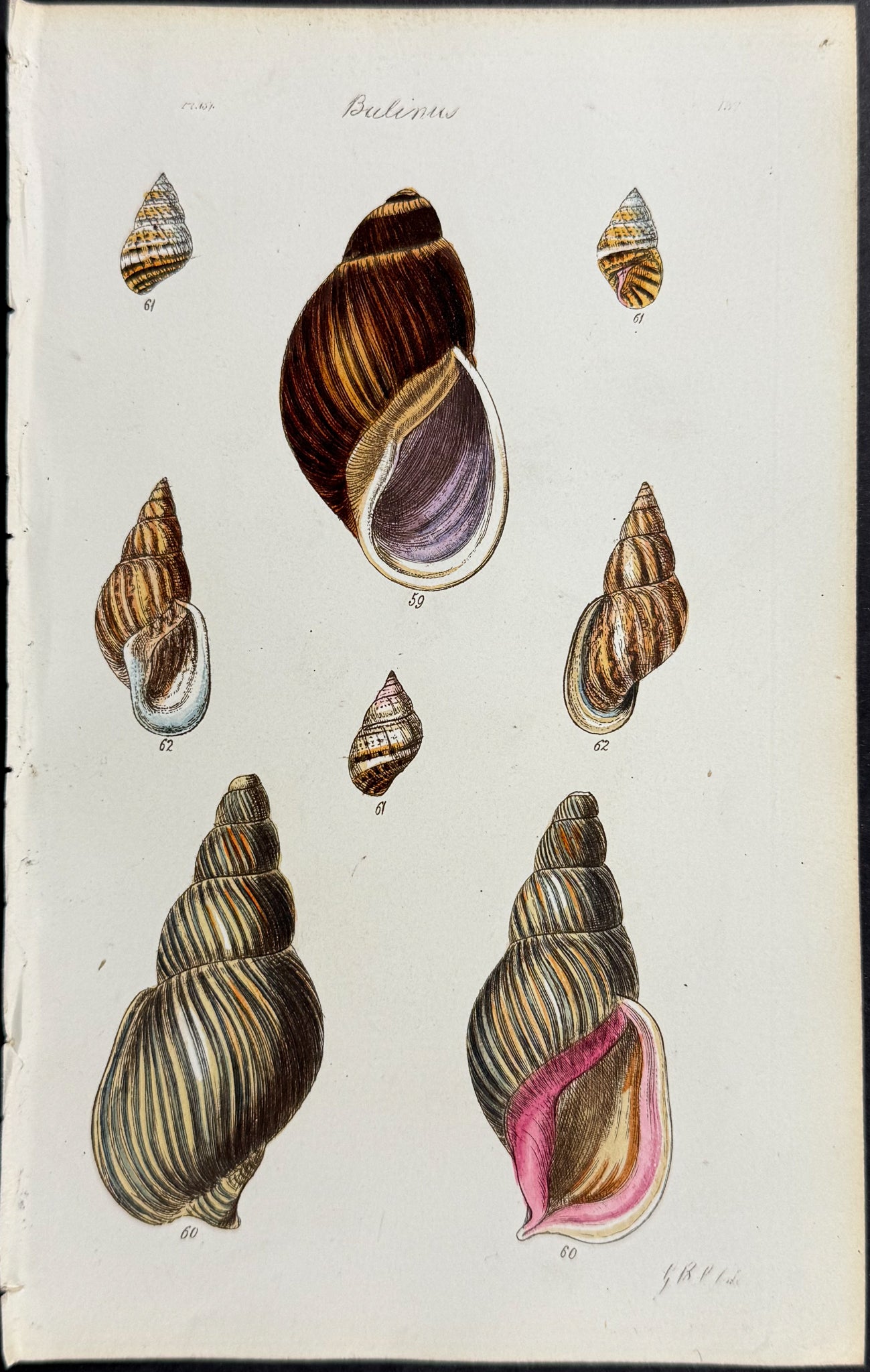 Shells