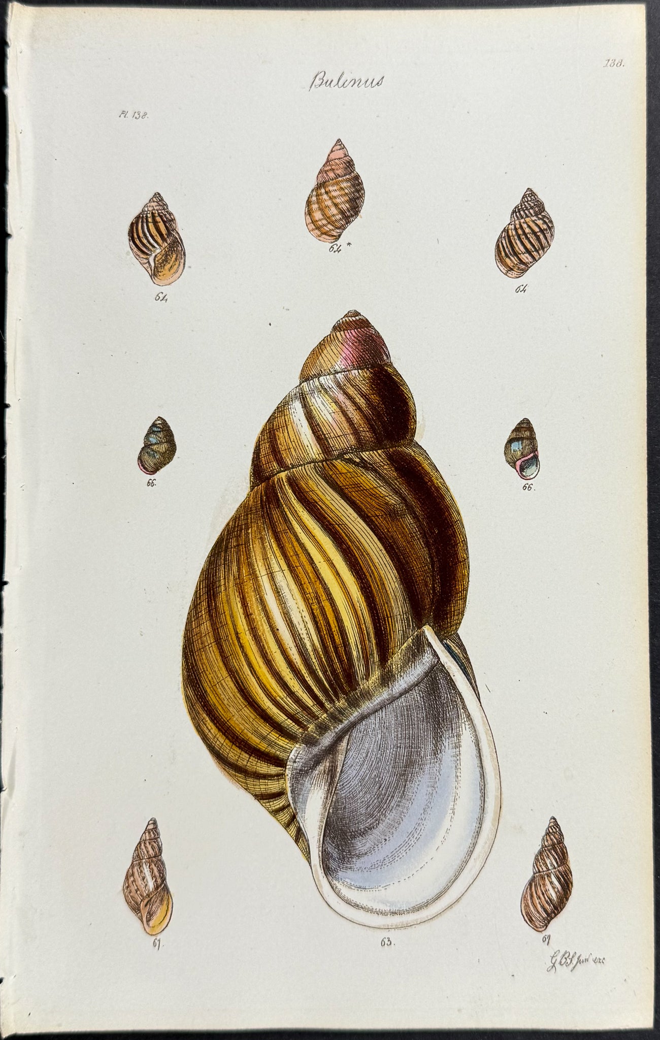 Shells