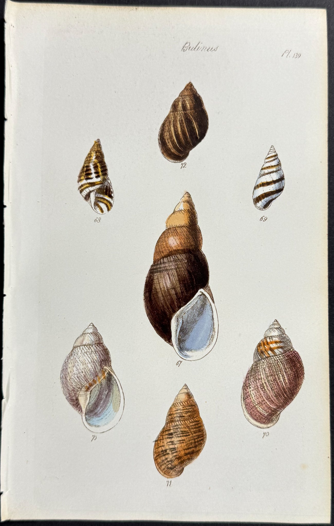 Shells