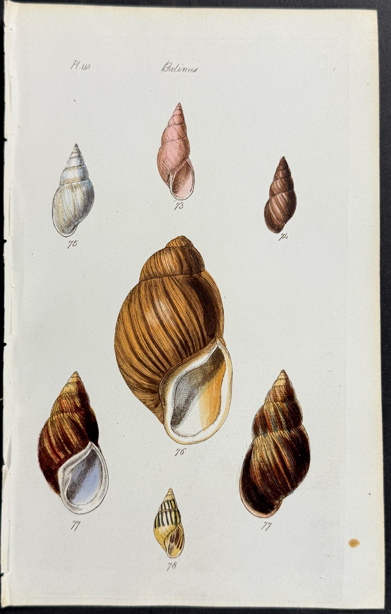 Shells
