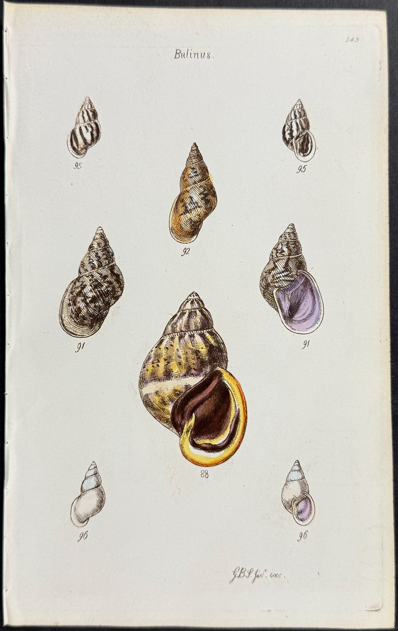 Shells