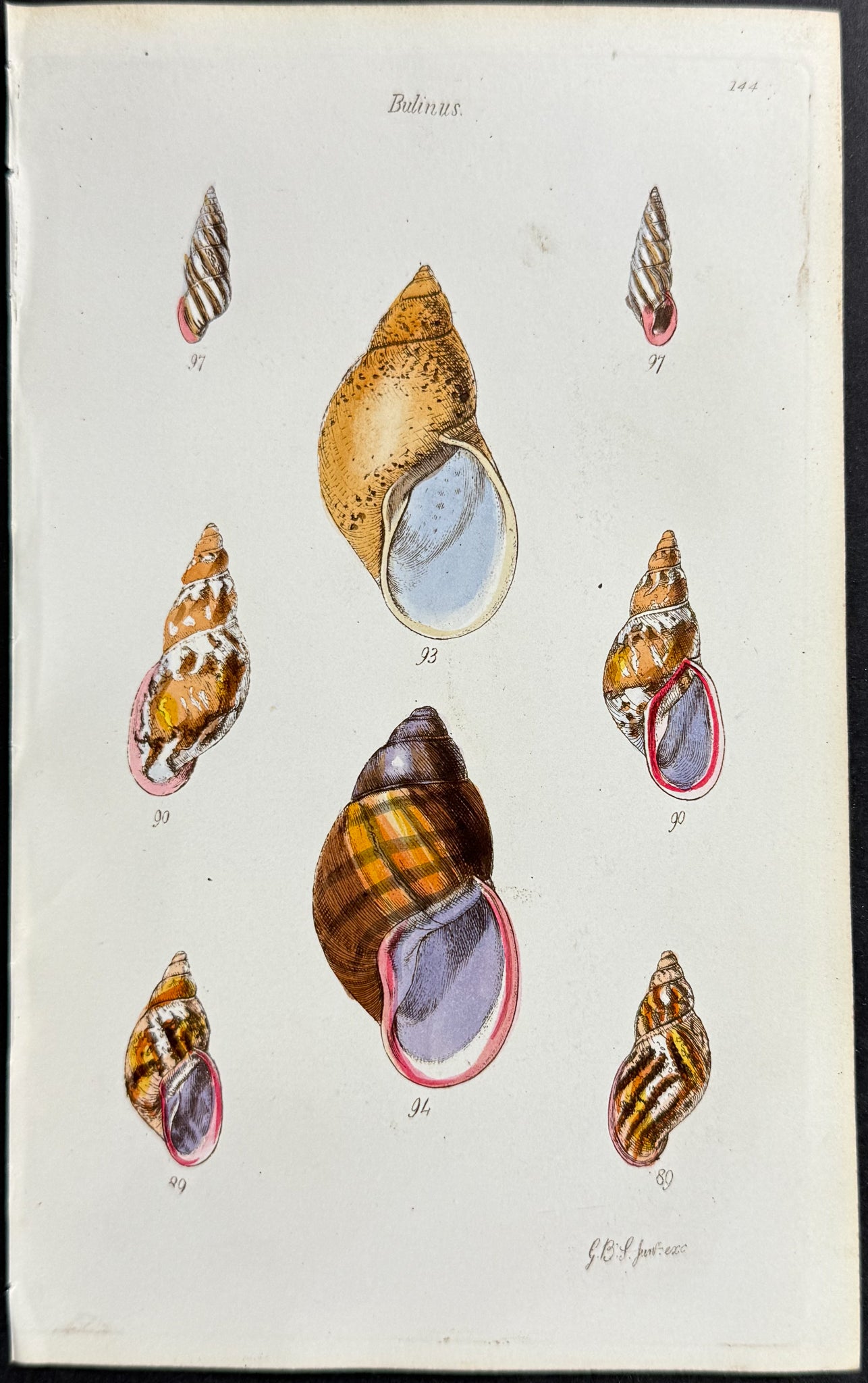 Shells