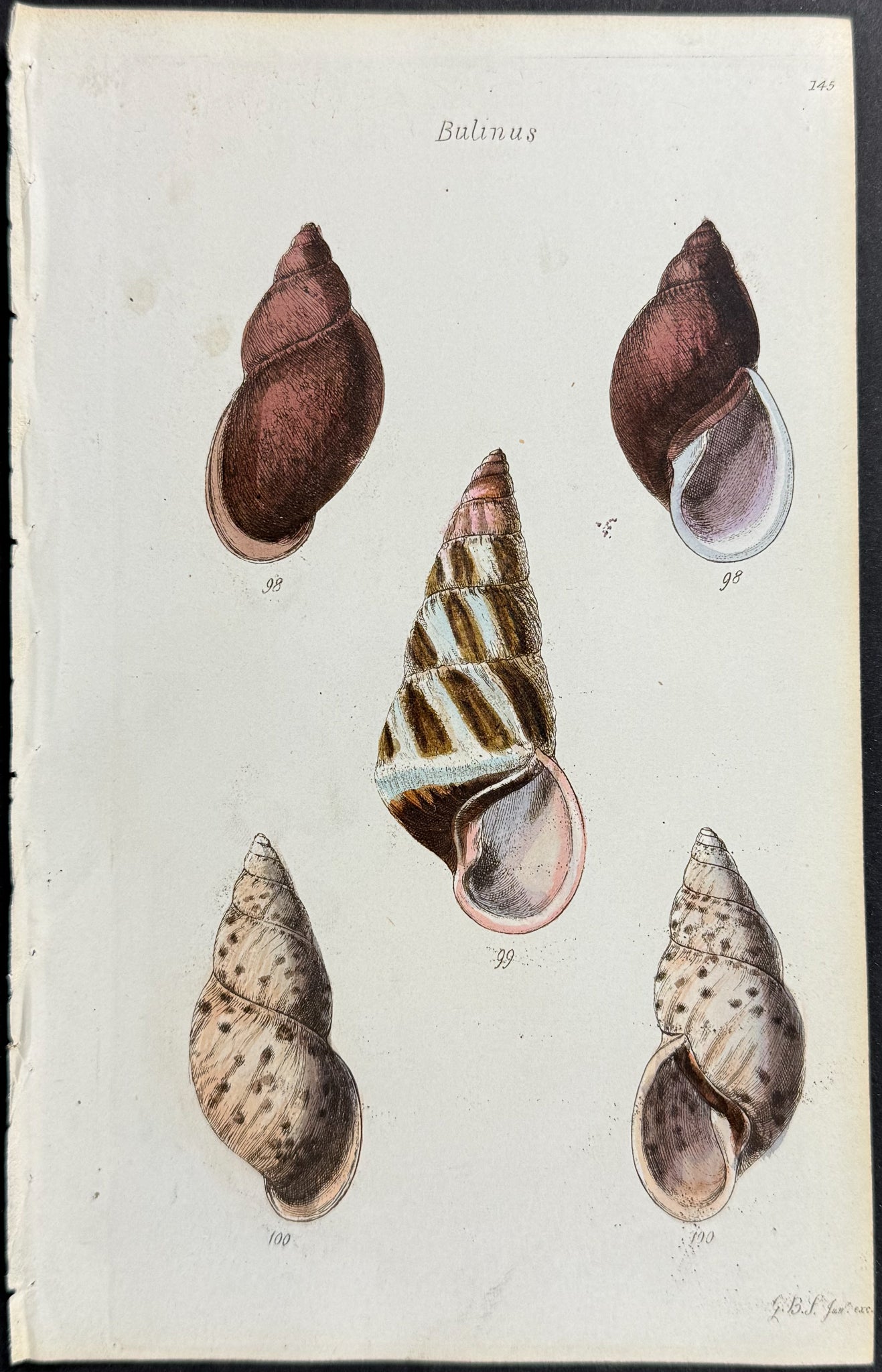Shells