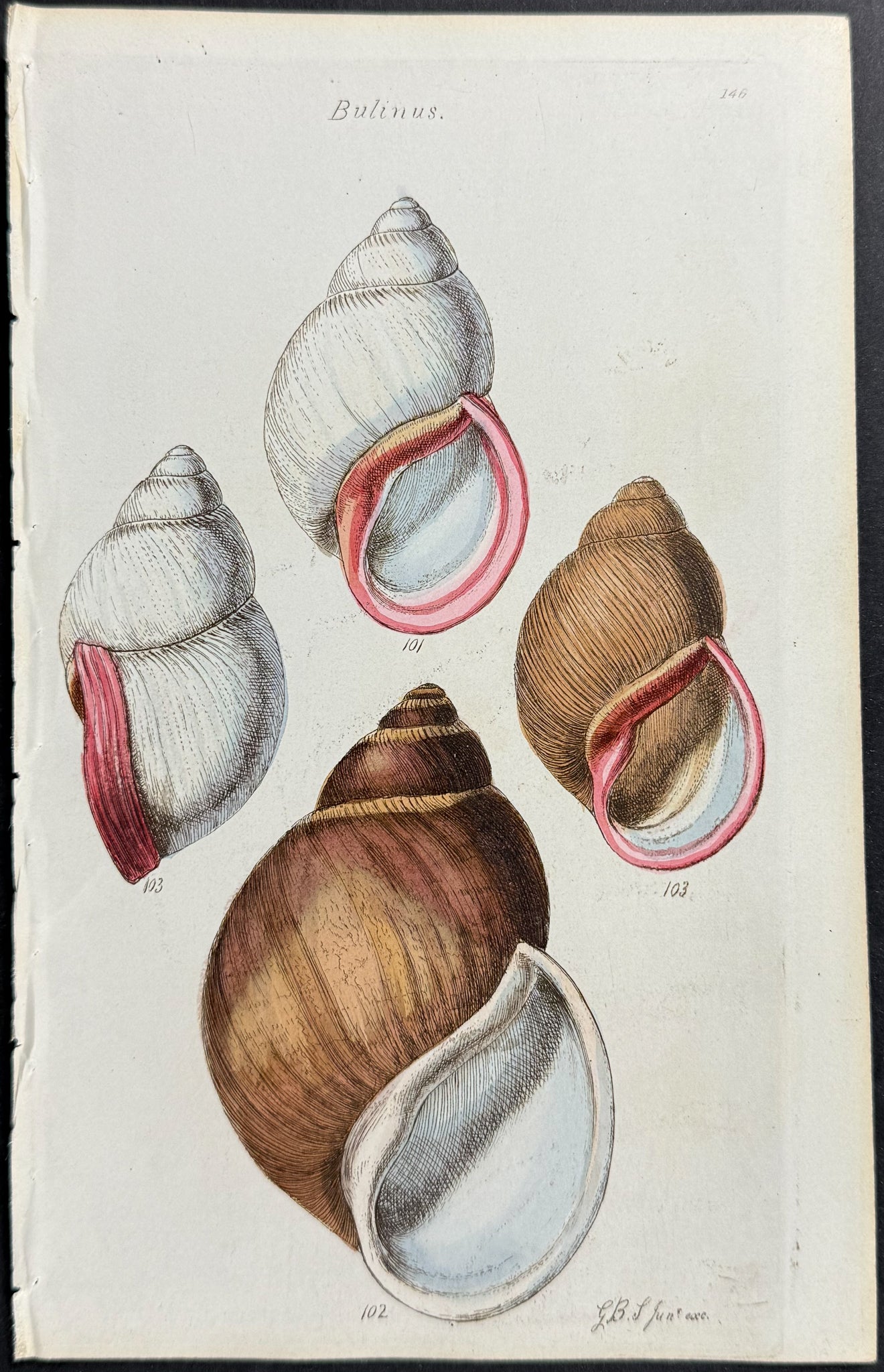 Shells