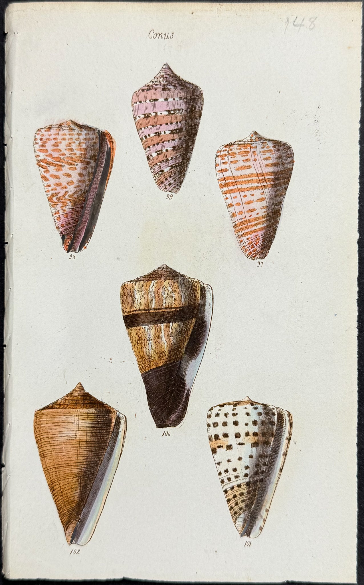 Shells