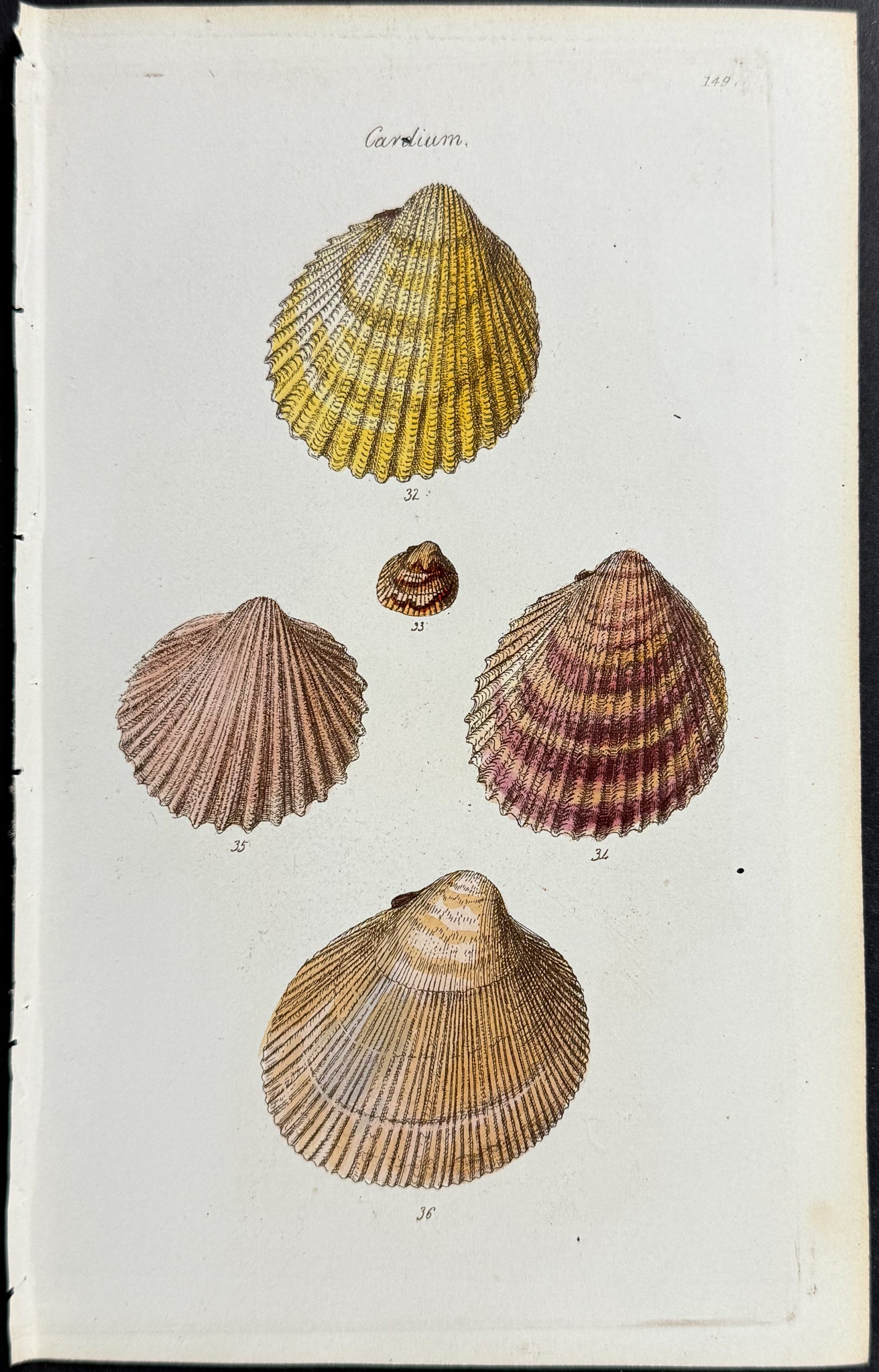 Shells
