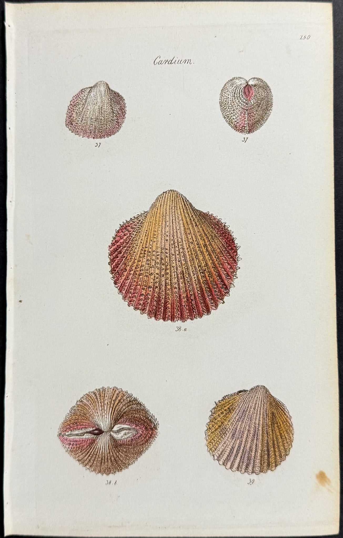 Shells