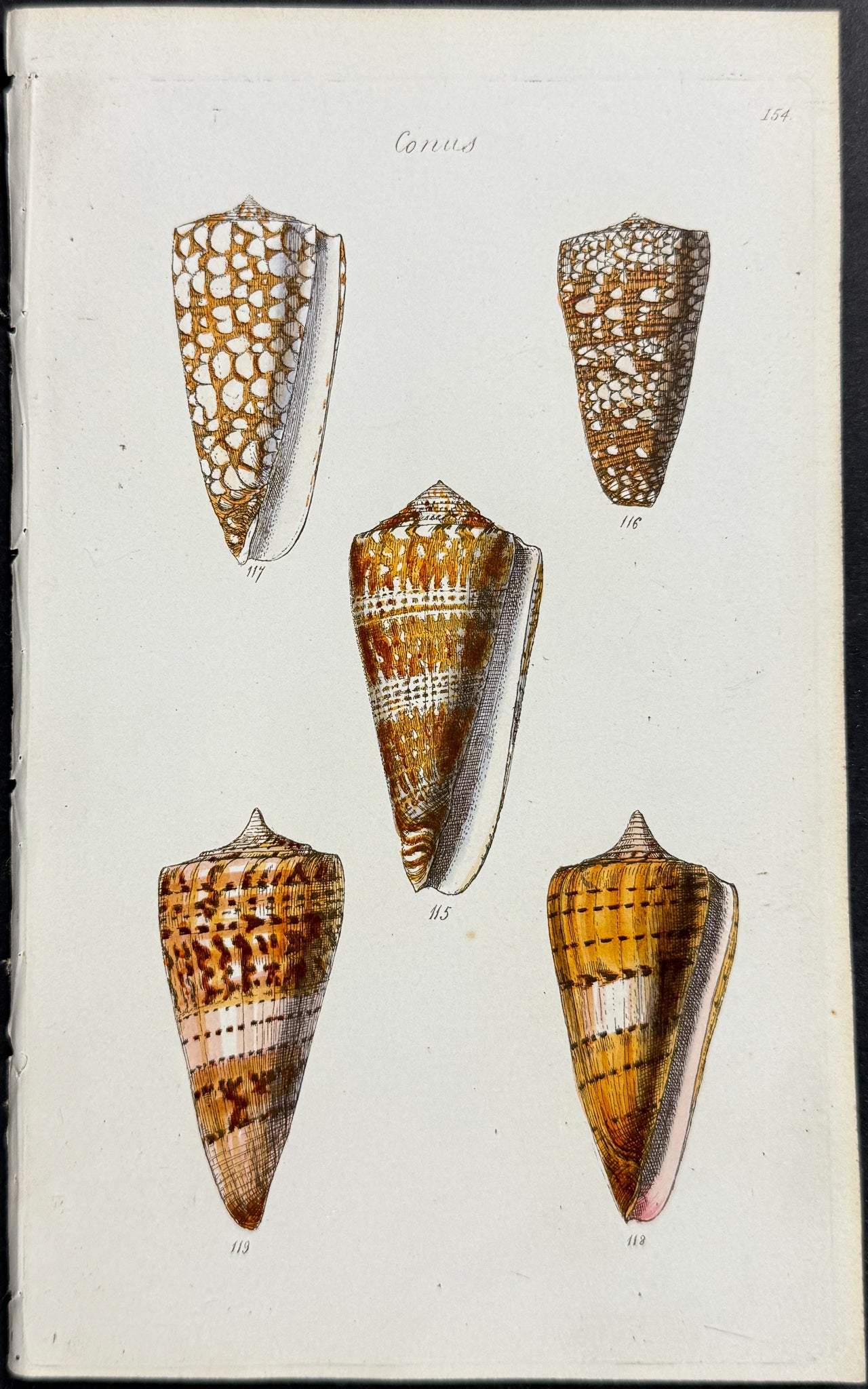 Shells
