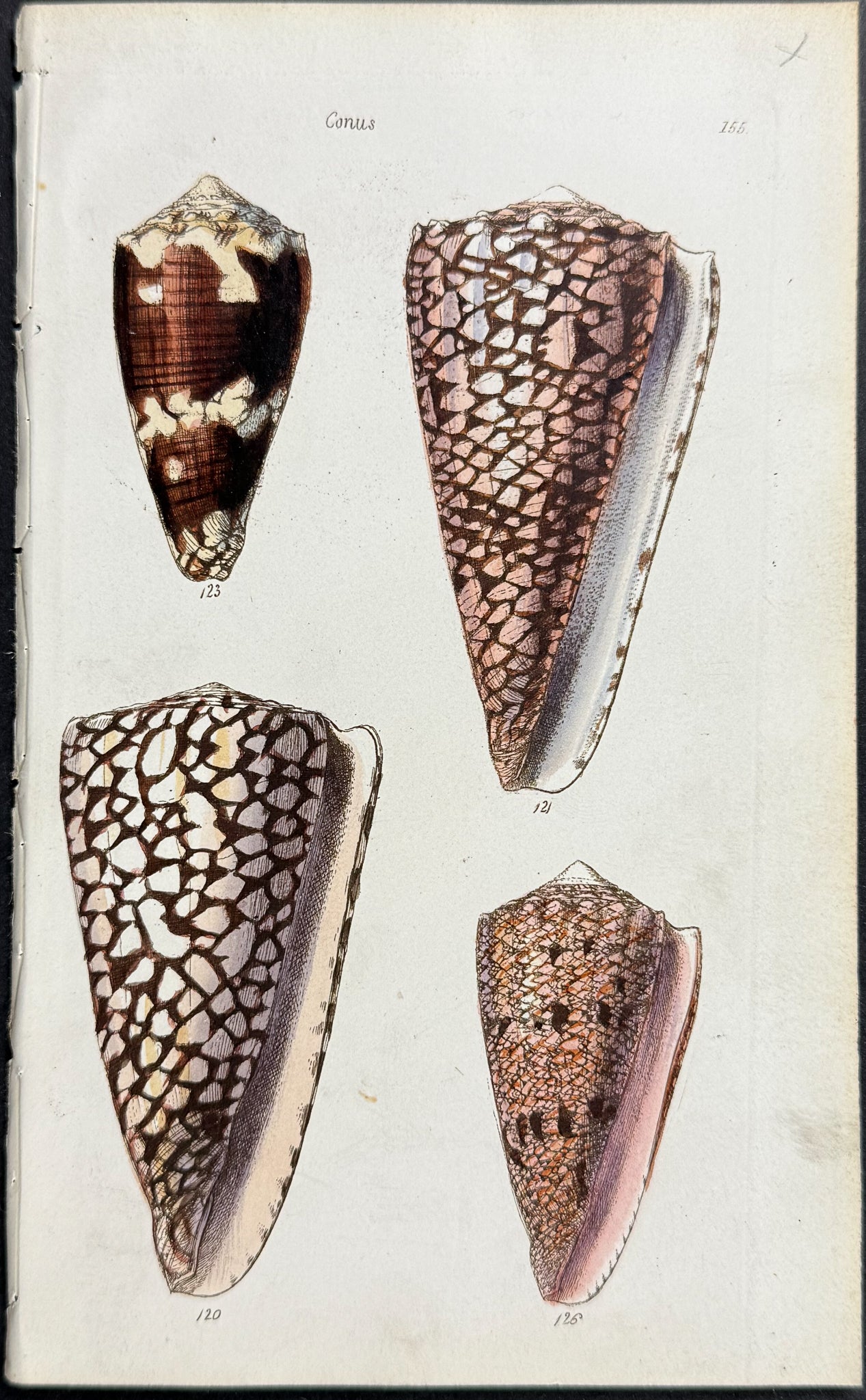 Shells
