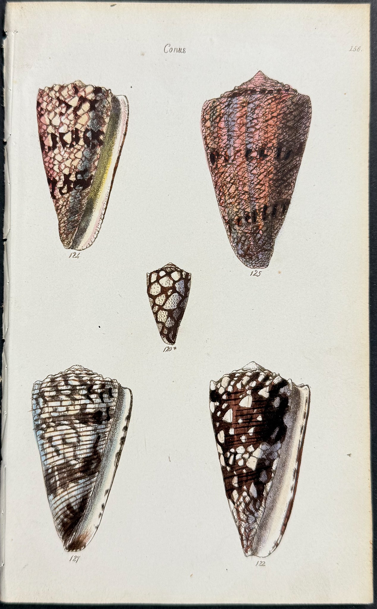Shells