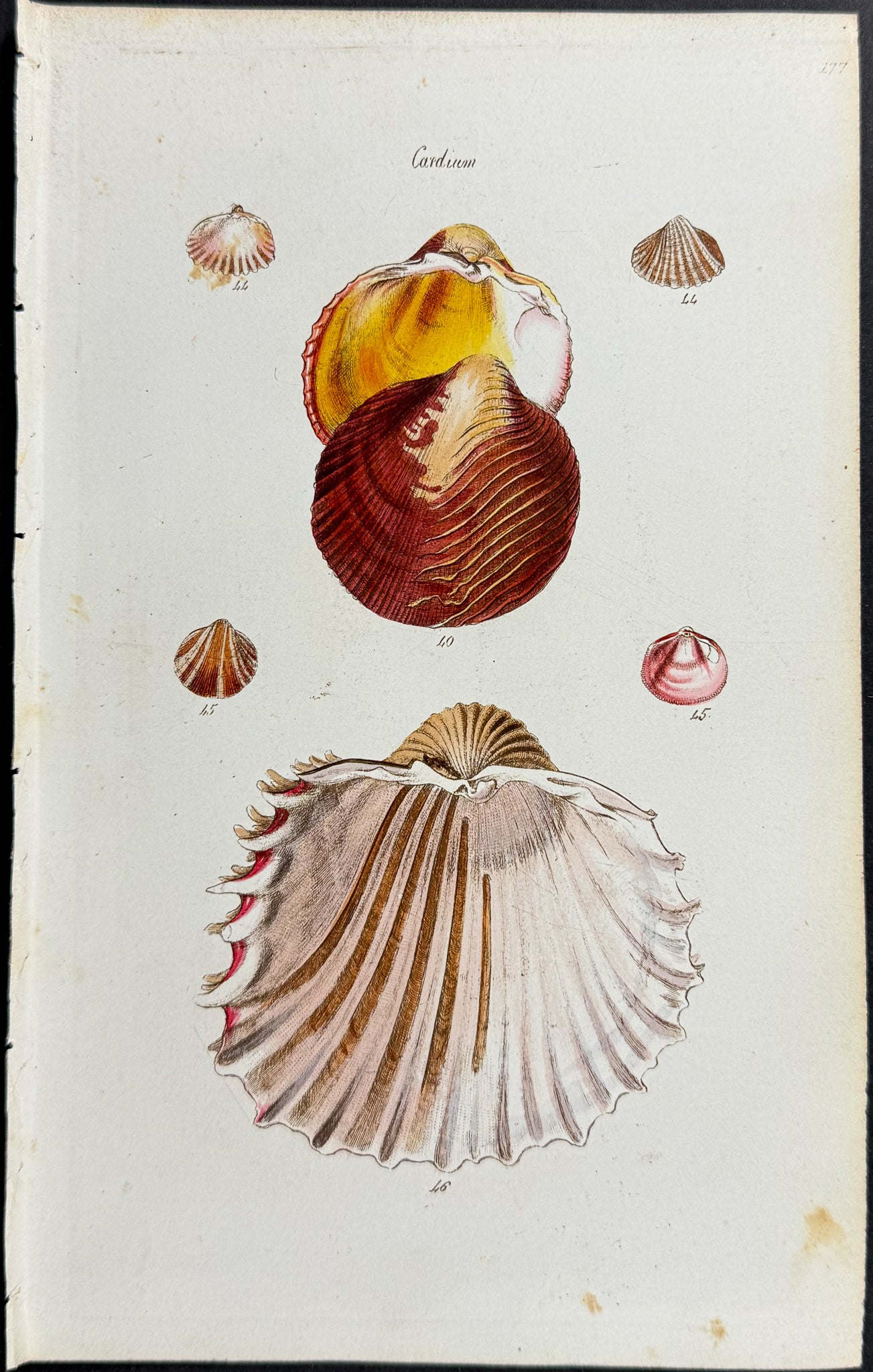 Shells