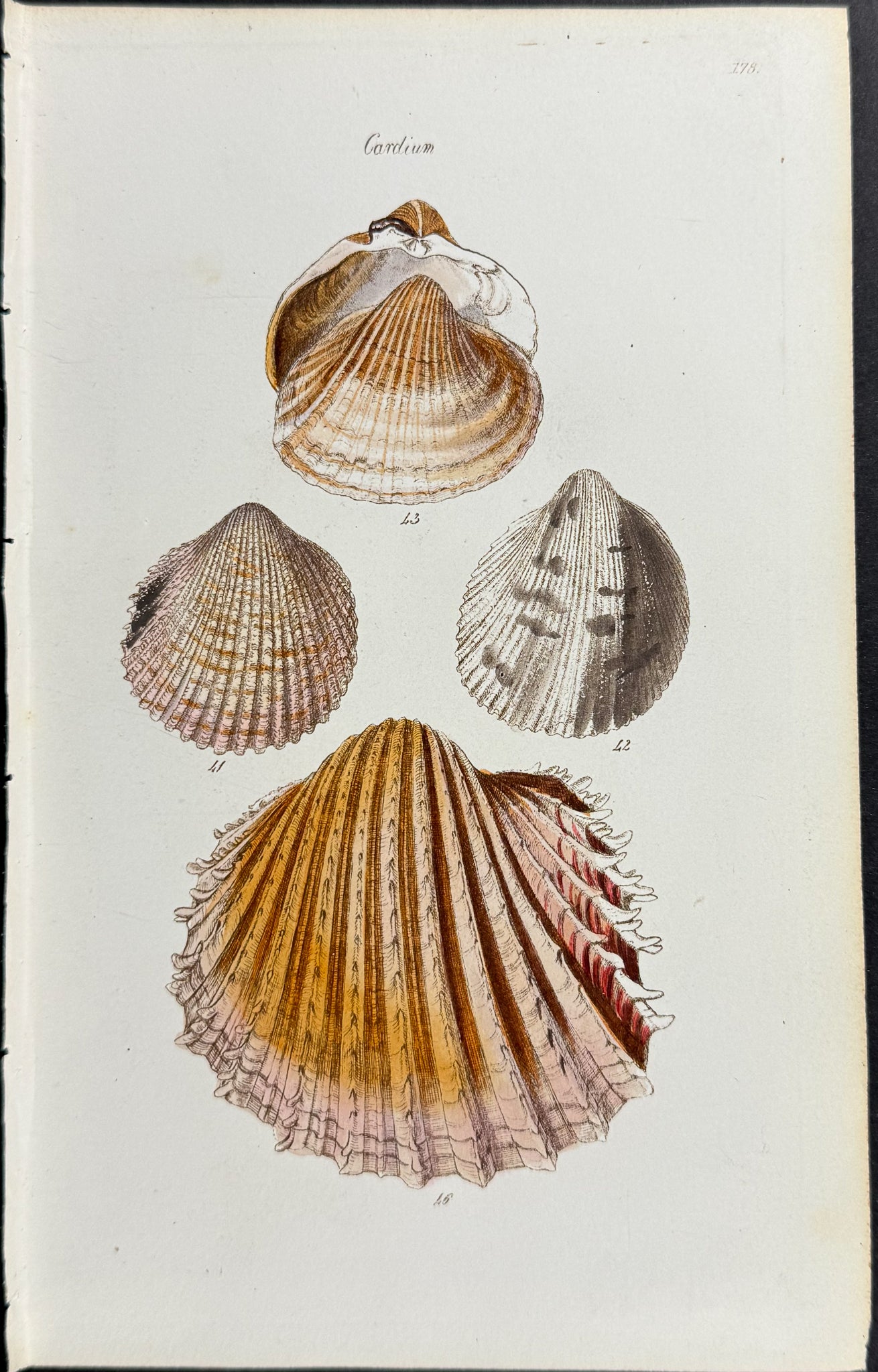 Shells