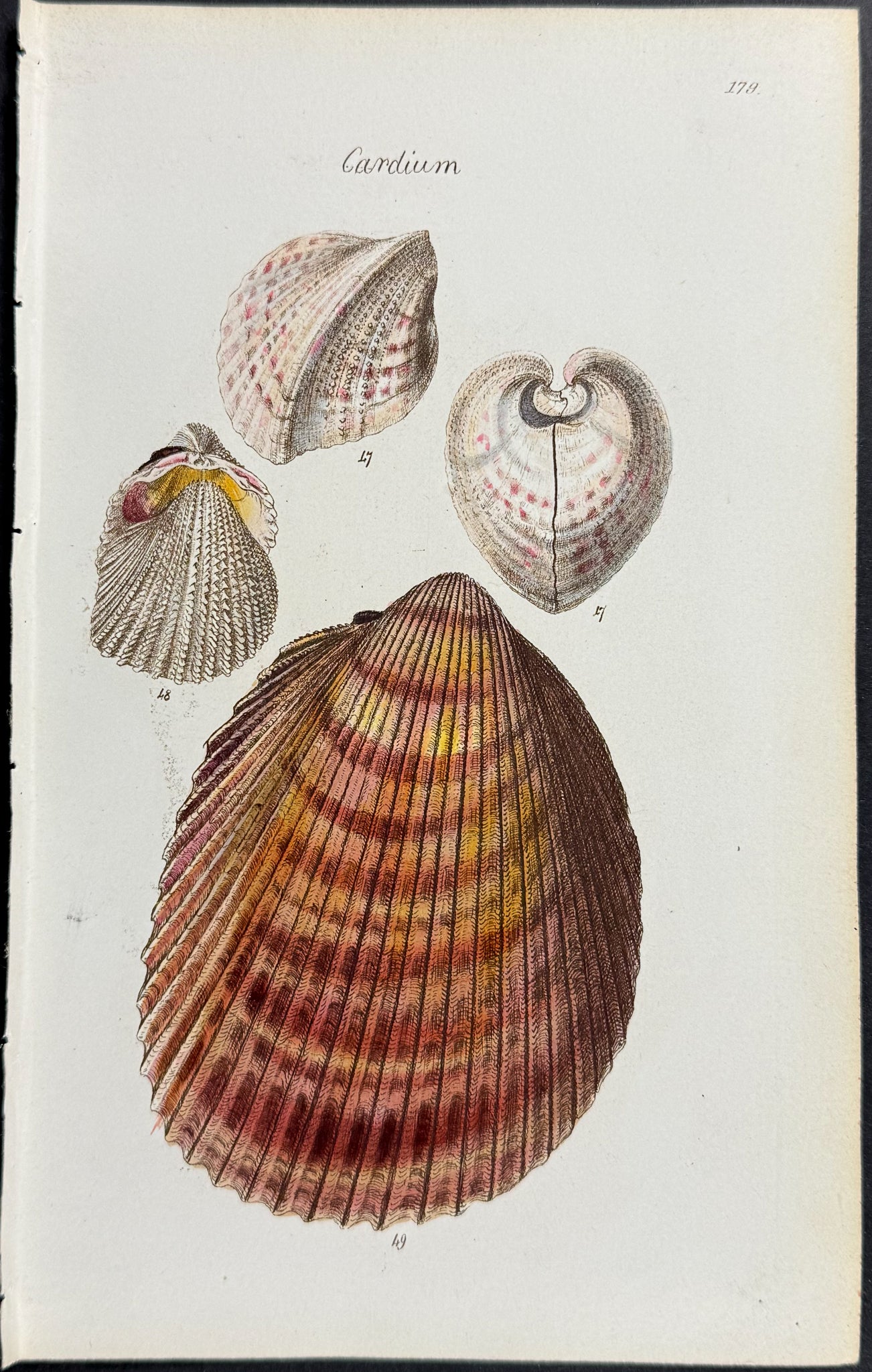 Shells
