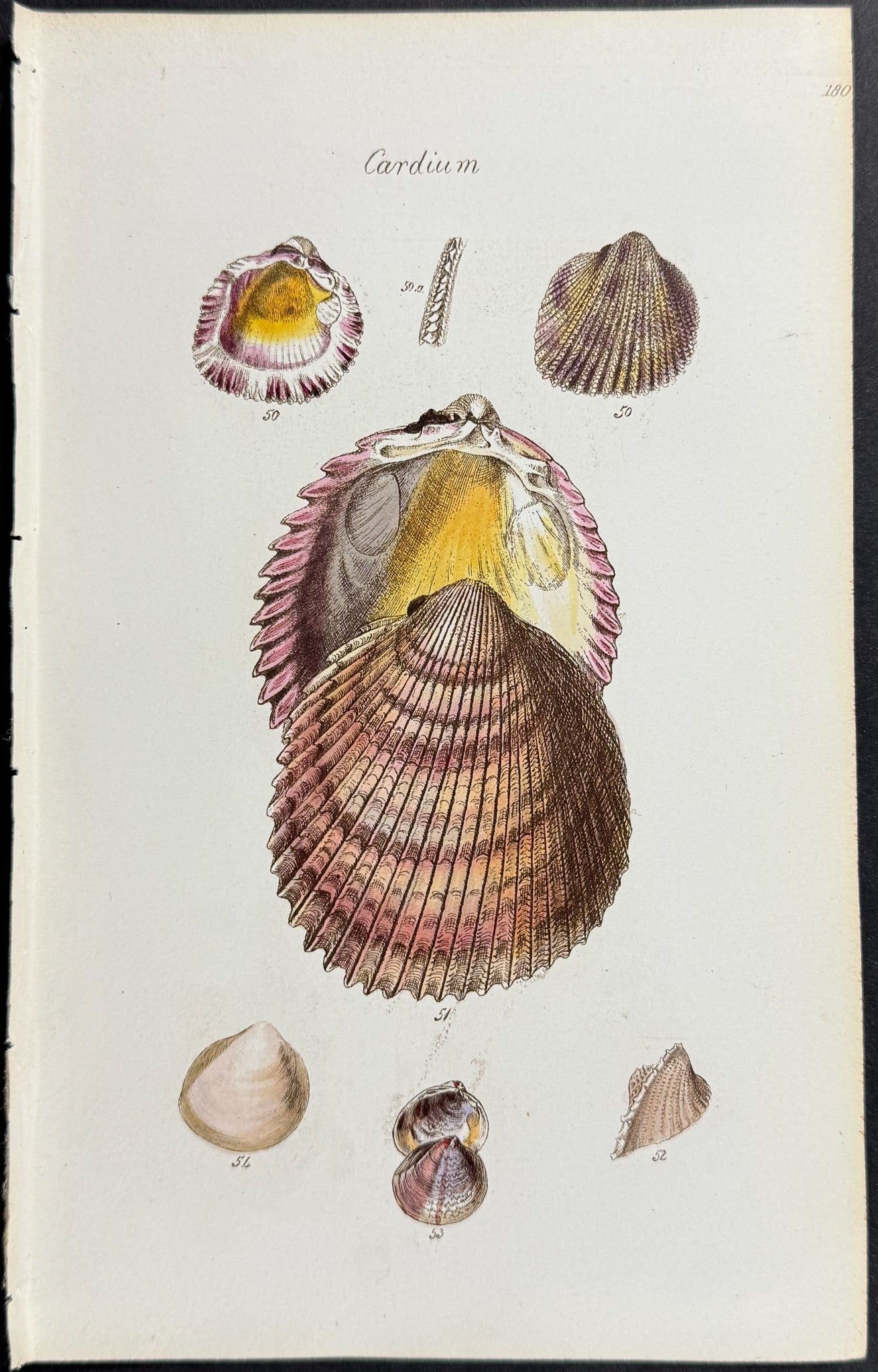 Shells
