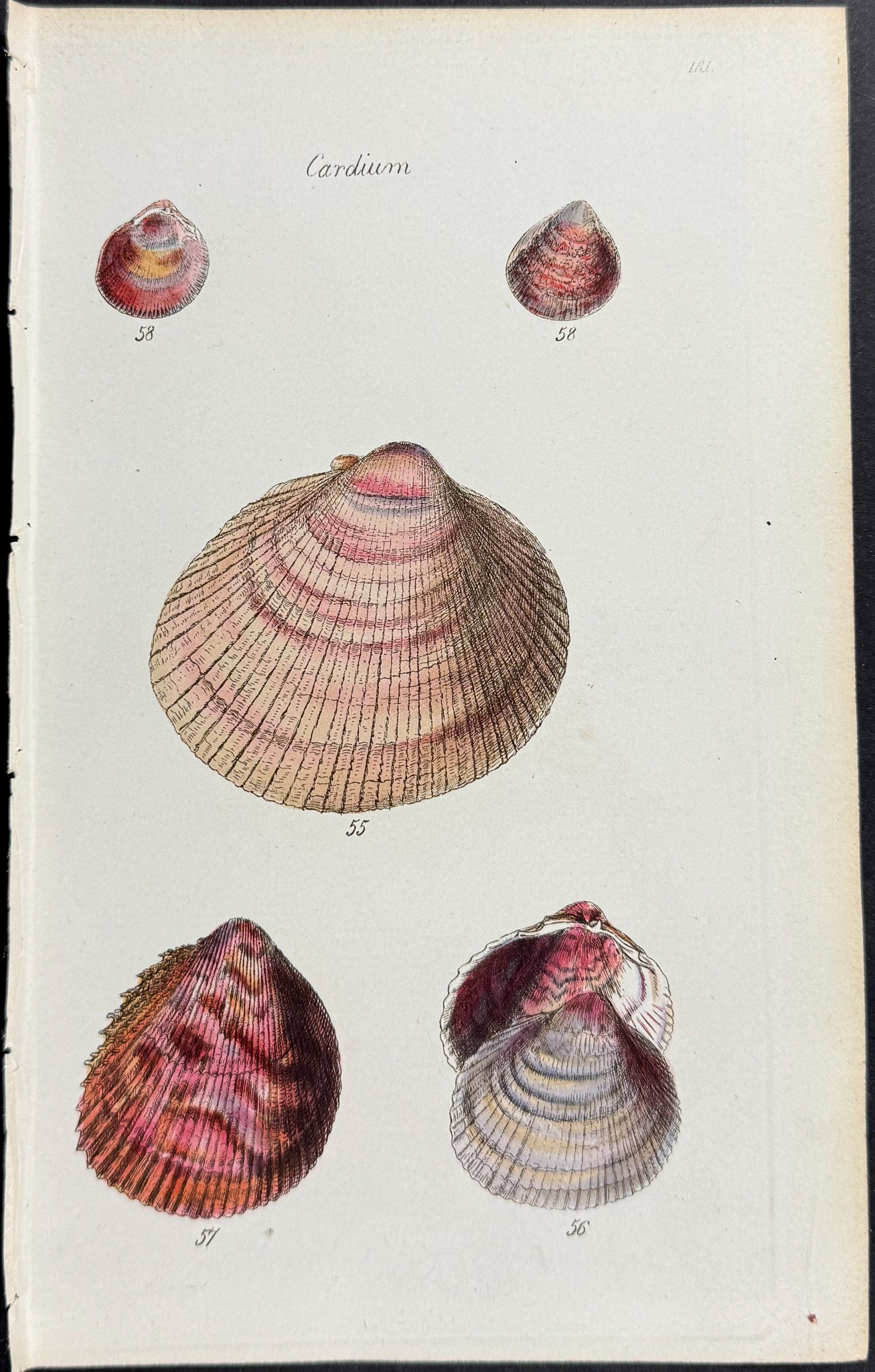 Shells