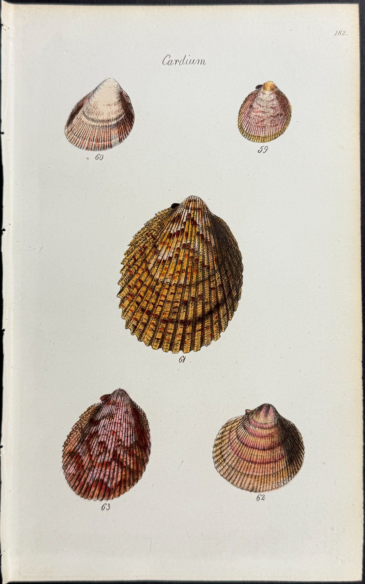 Shells