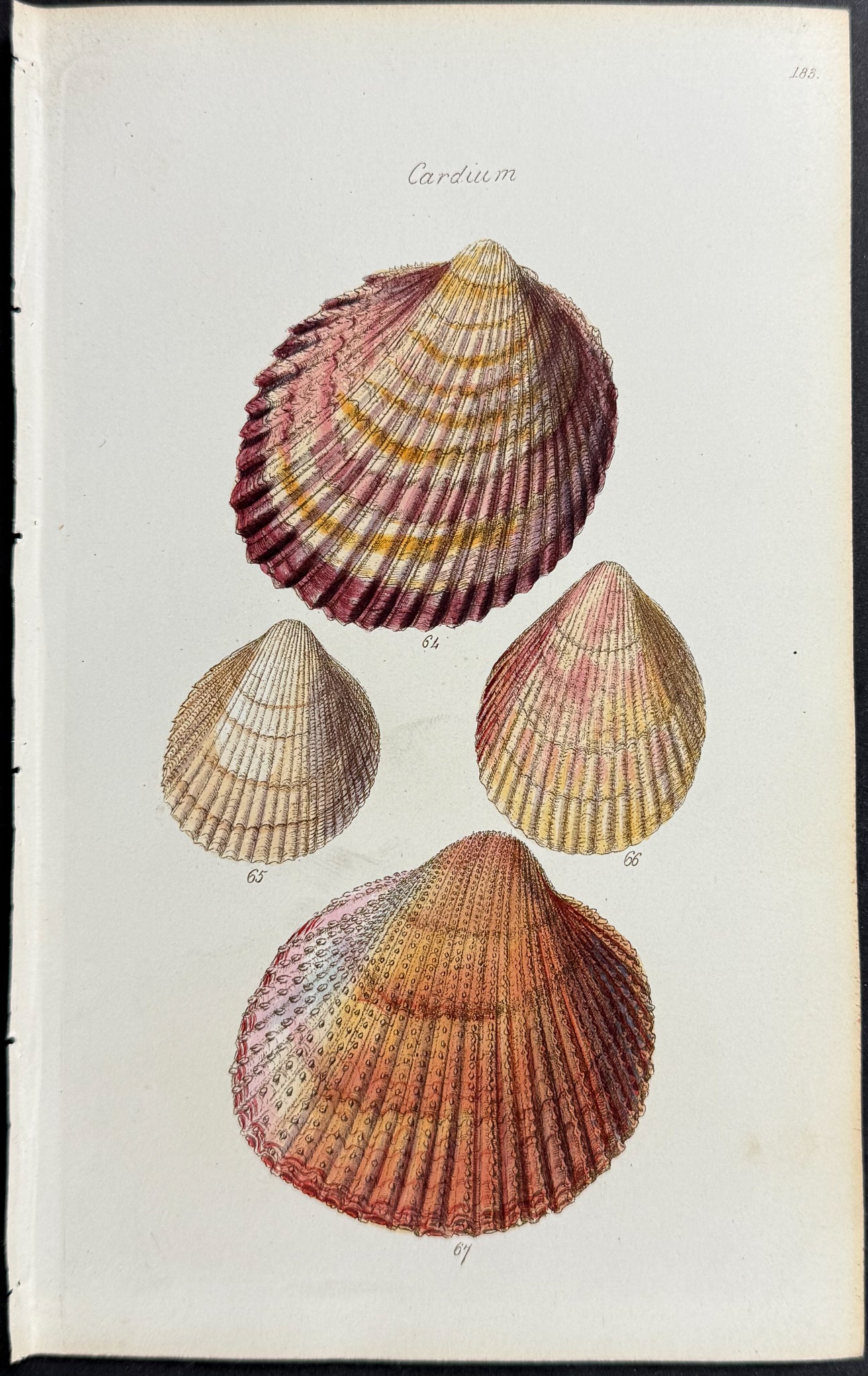 Shells