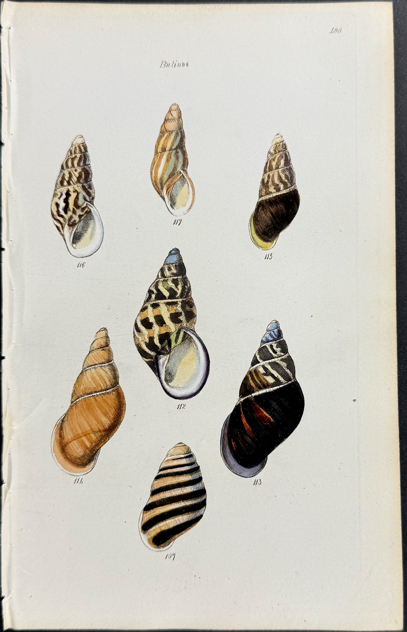 Shells