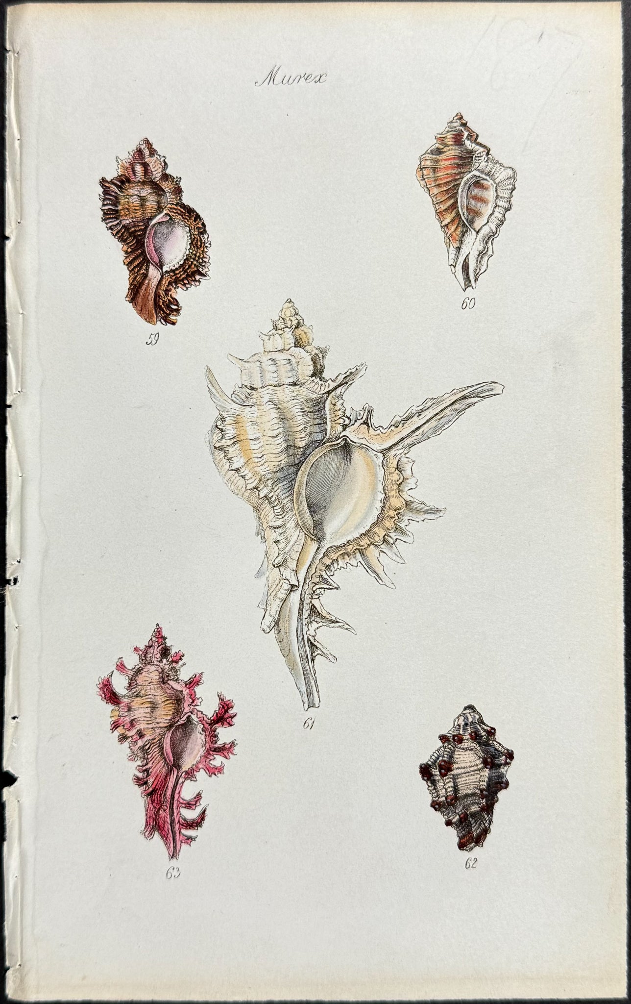 Shells
