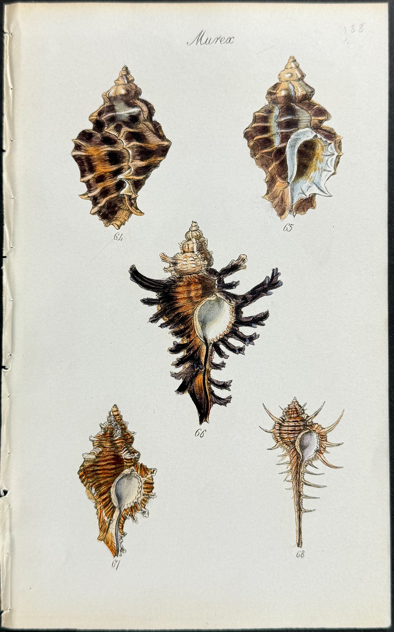 Shells