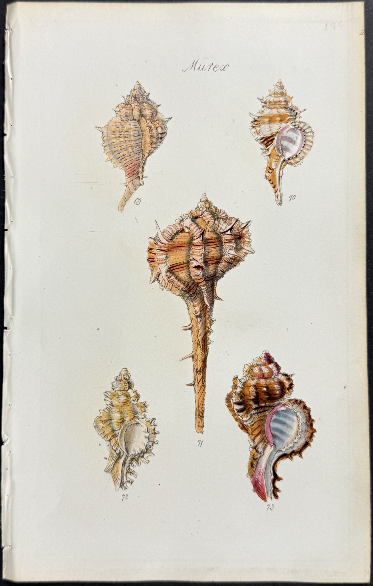 Shells