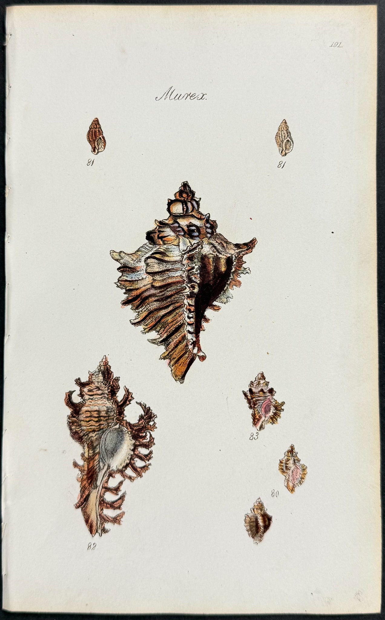 Shells