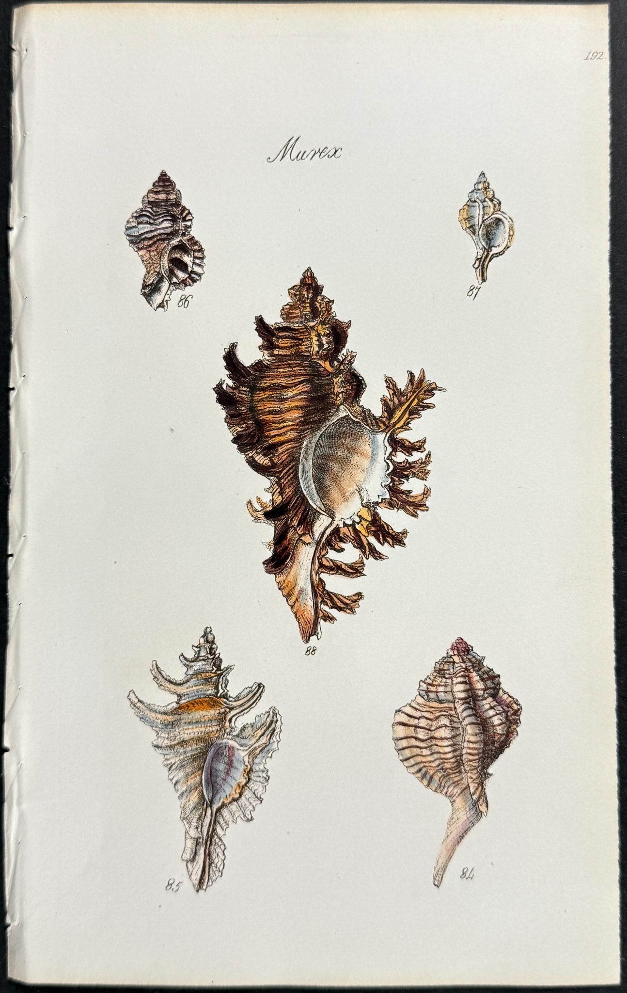 Shells