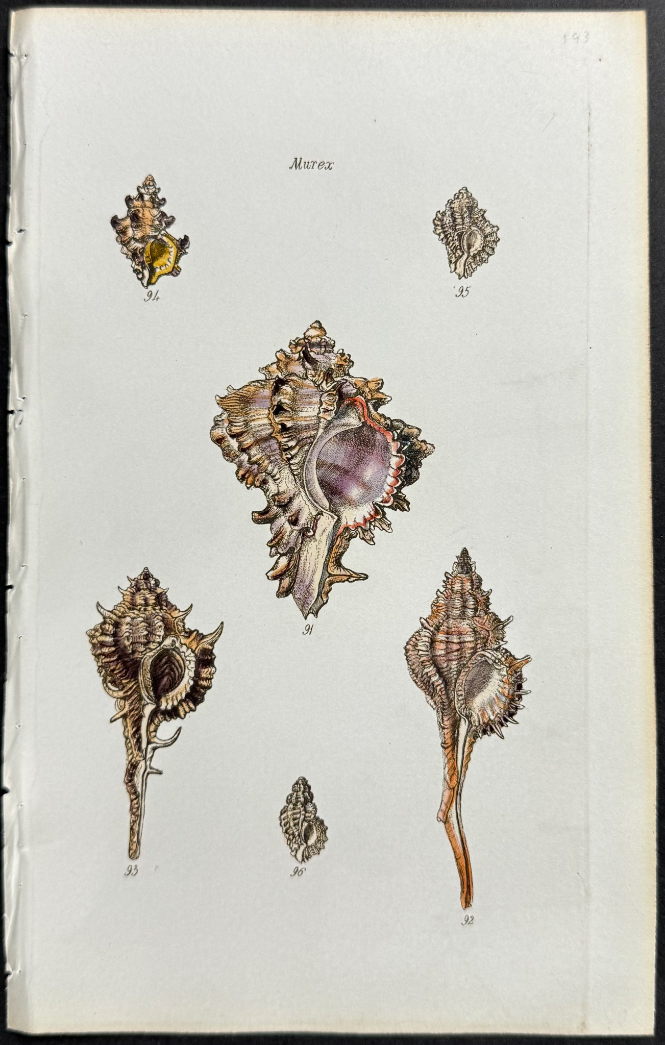 Shells