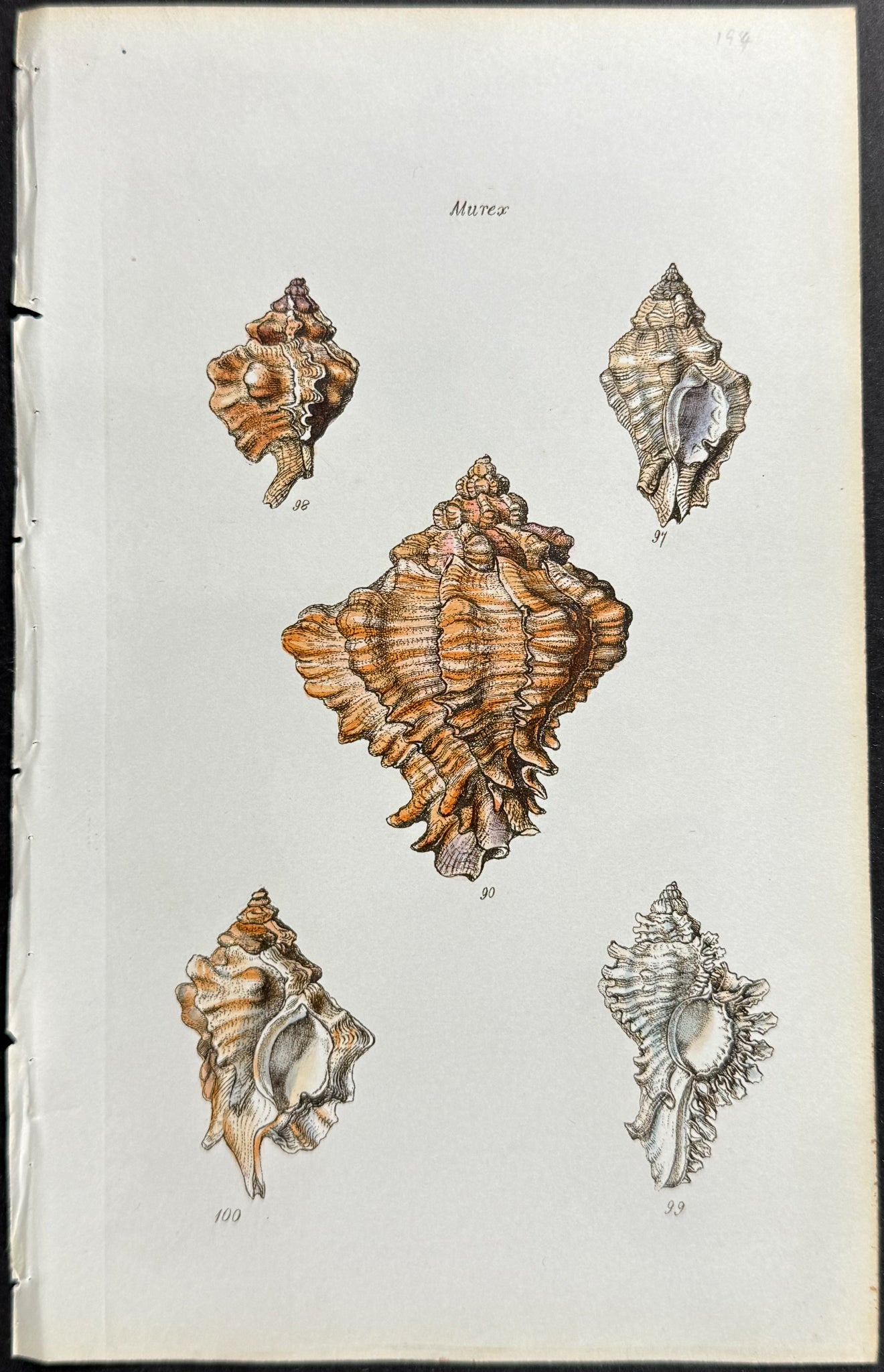 Shells