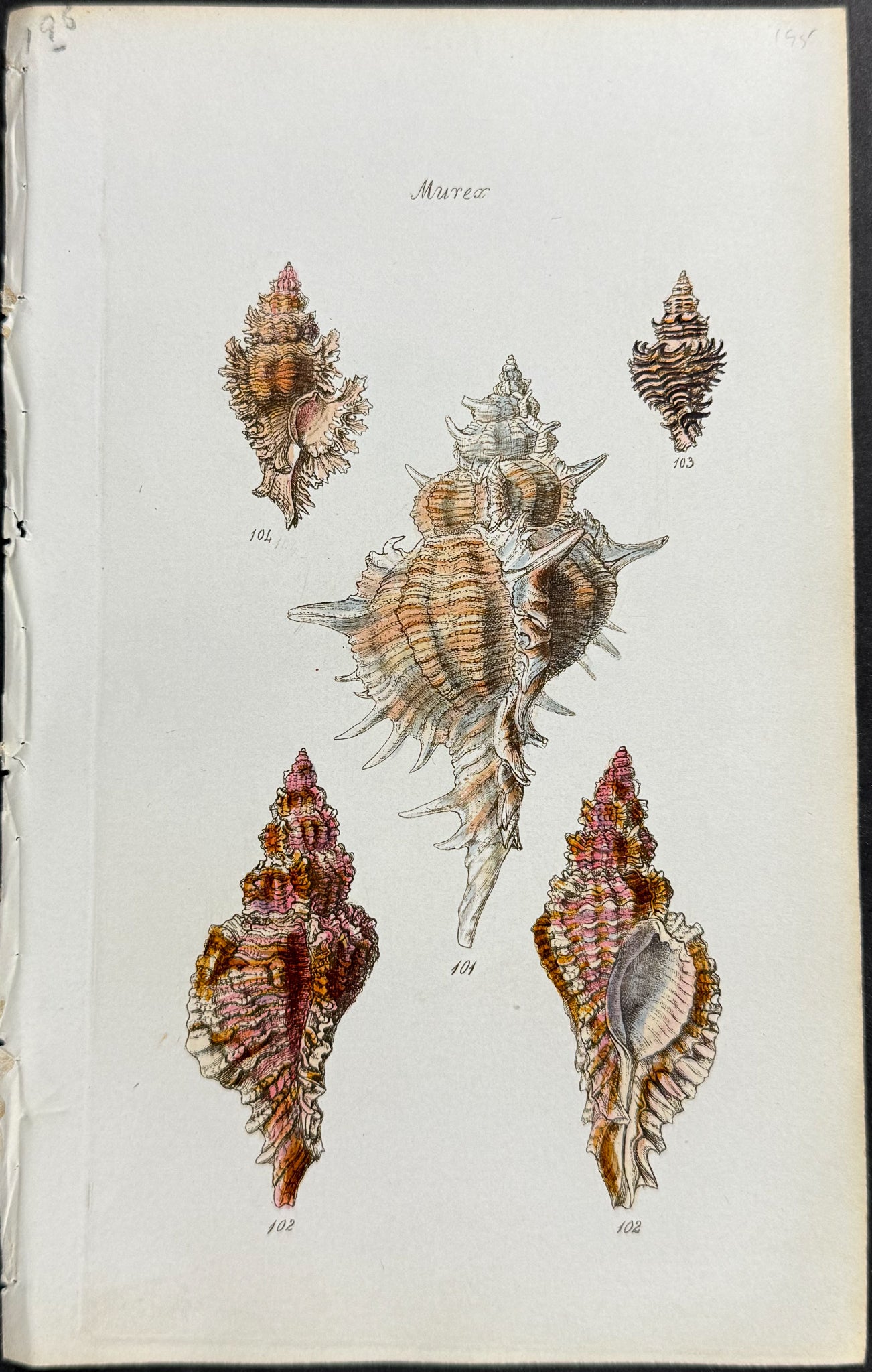 Shells