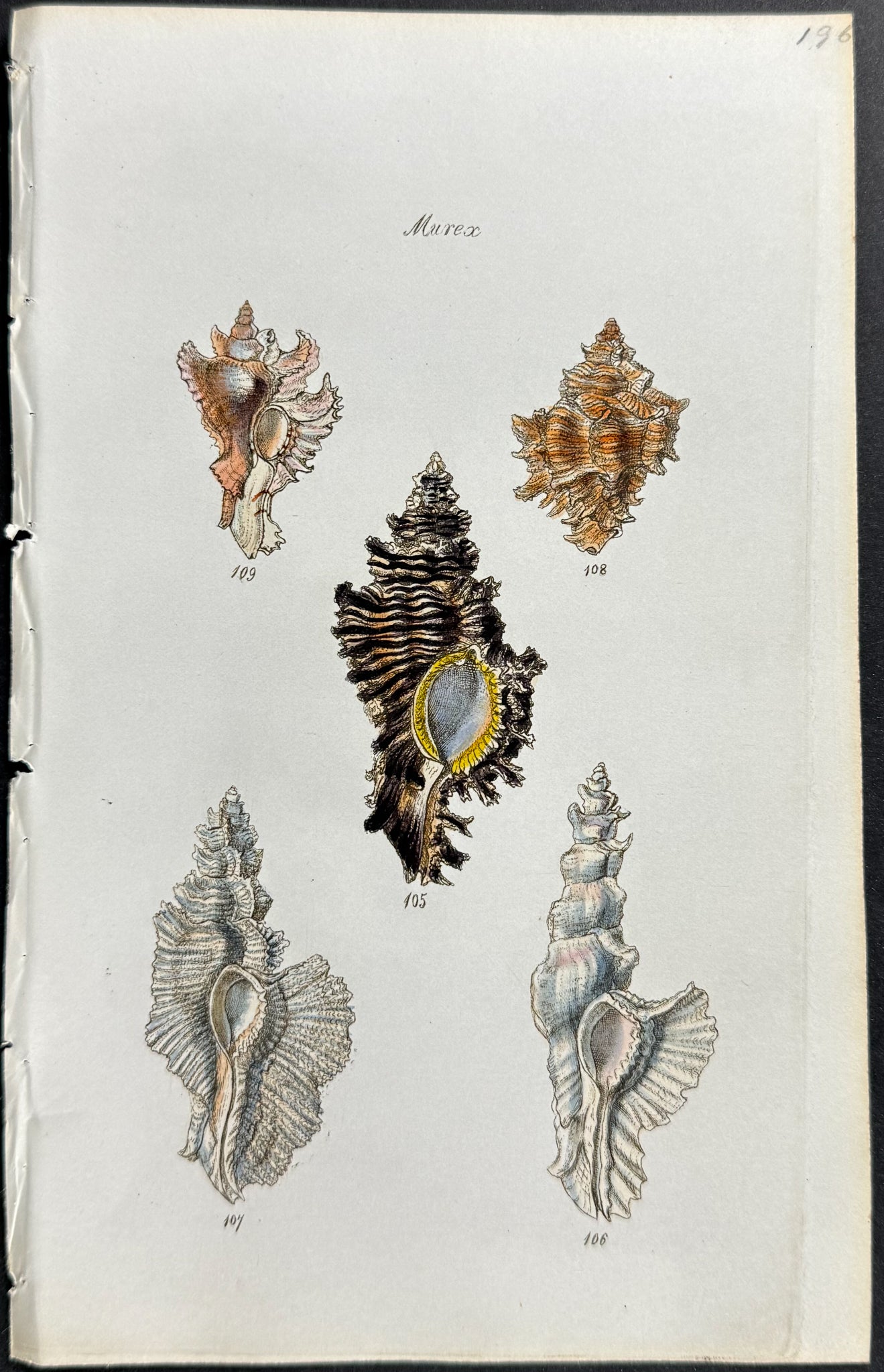 Shells