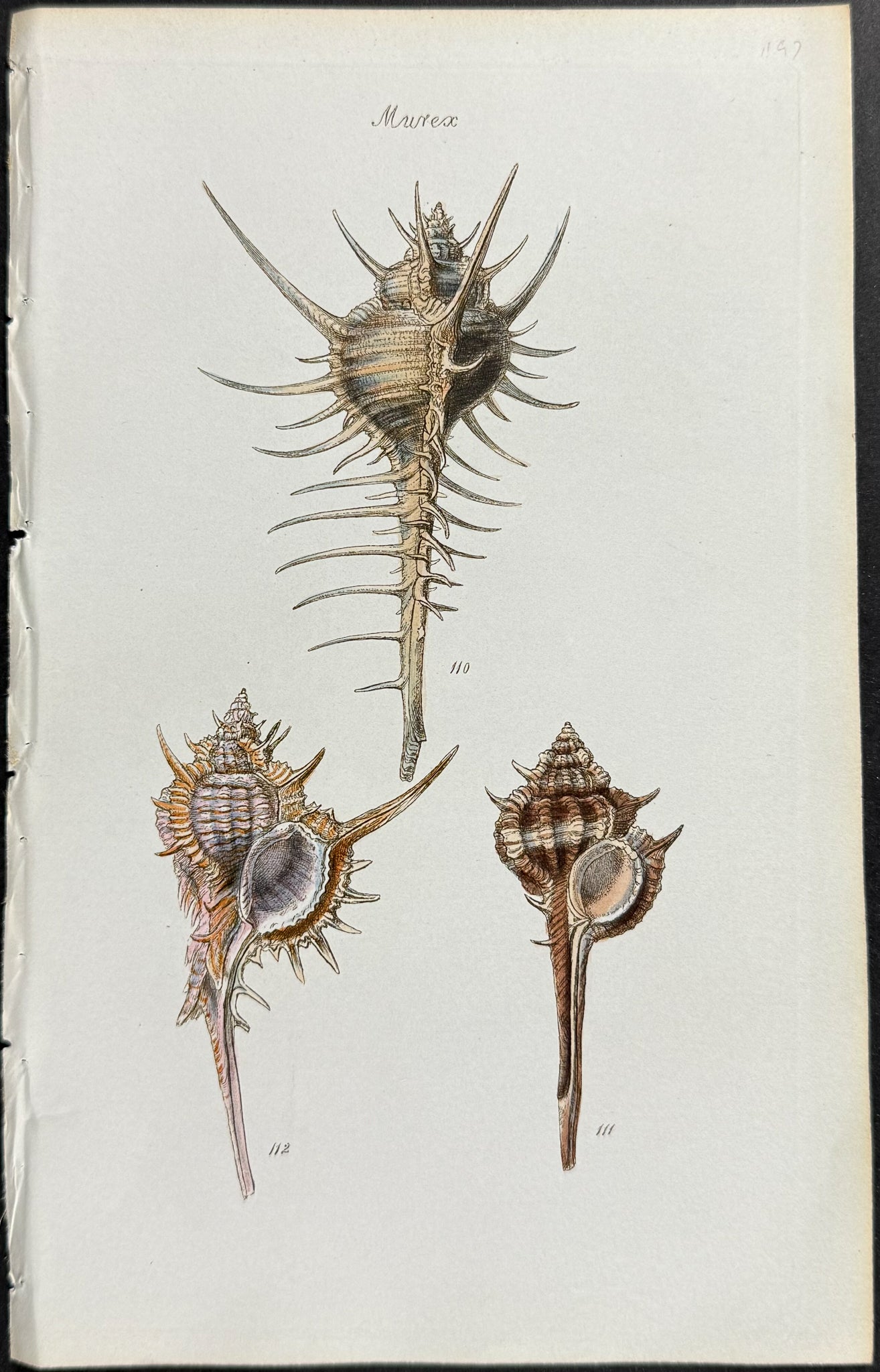 Shells