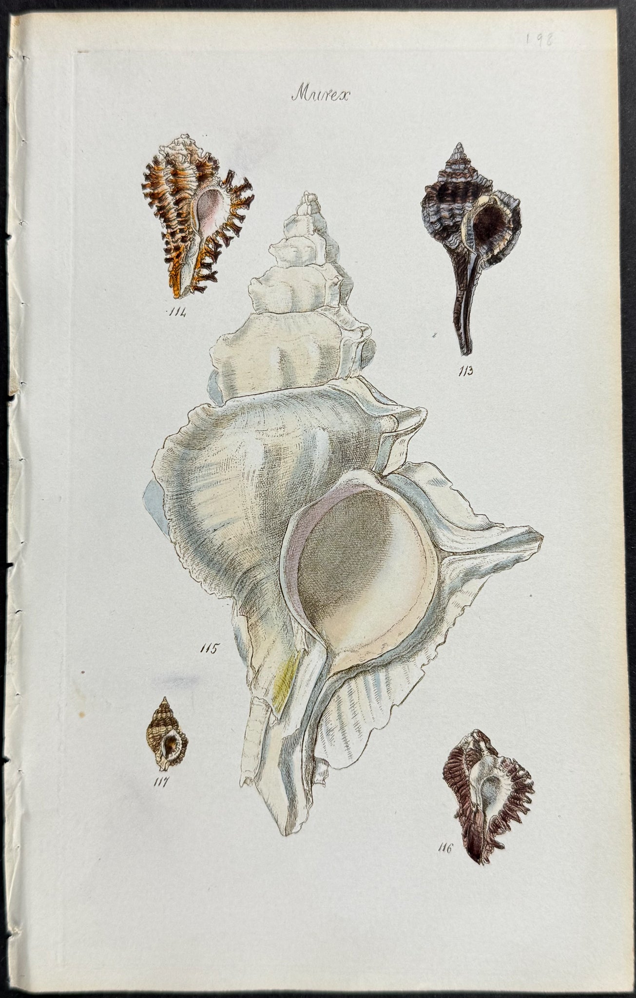 Shells