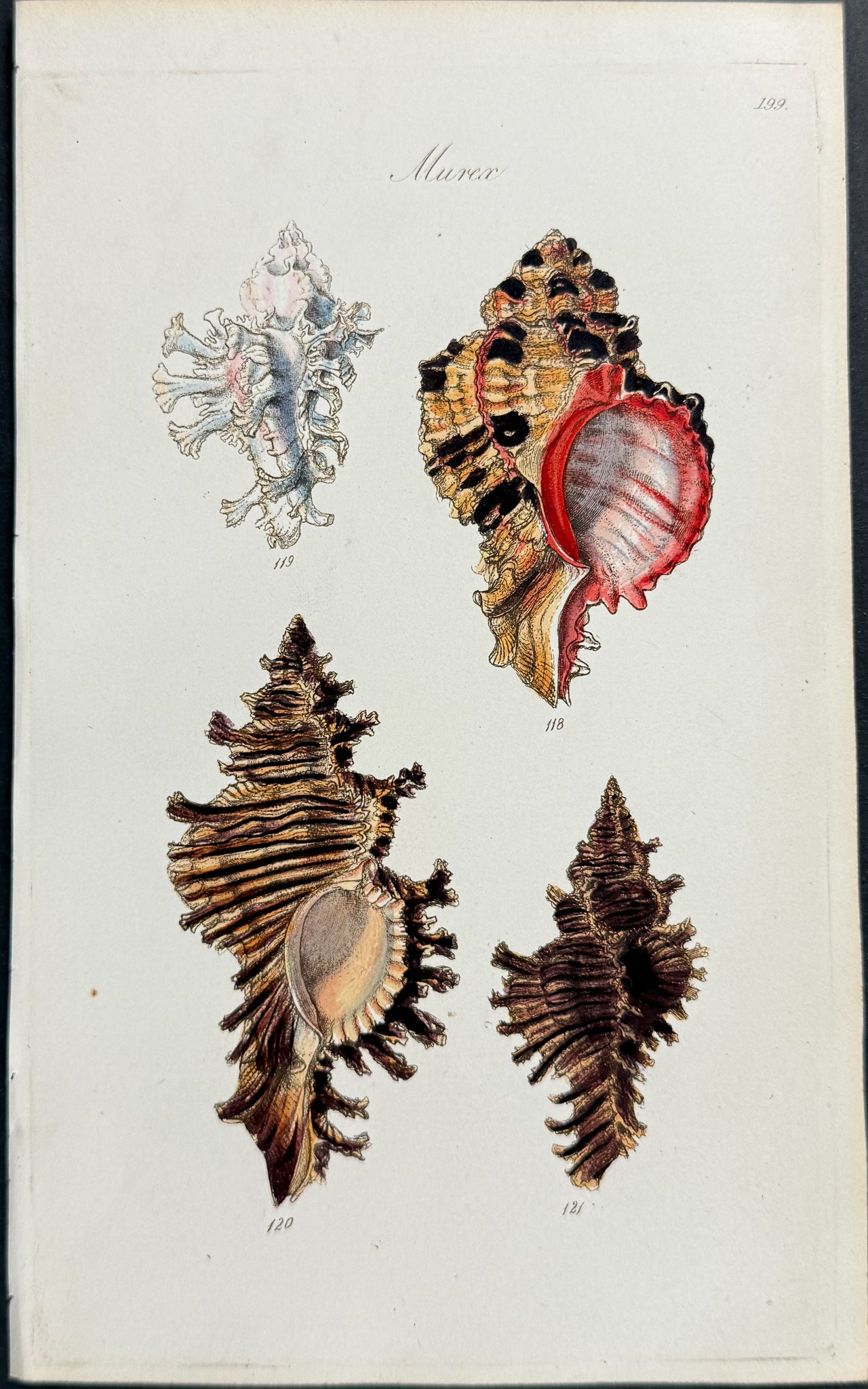 Shells