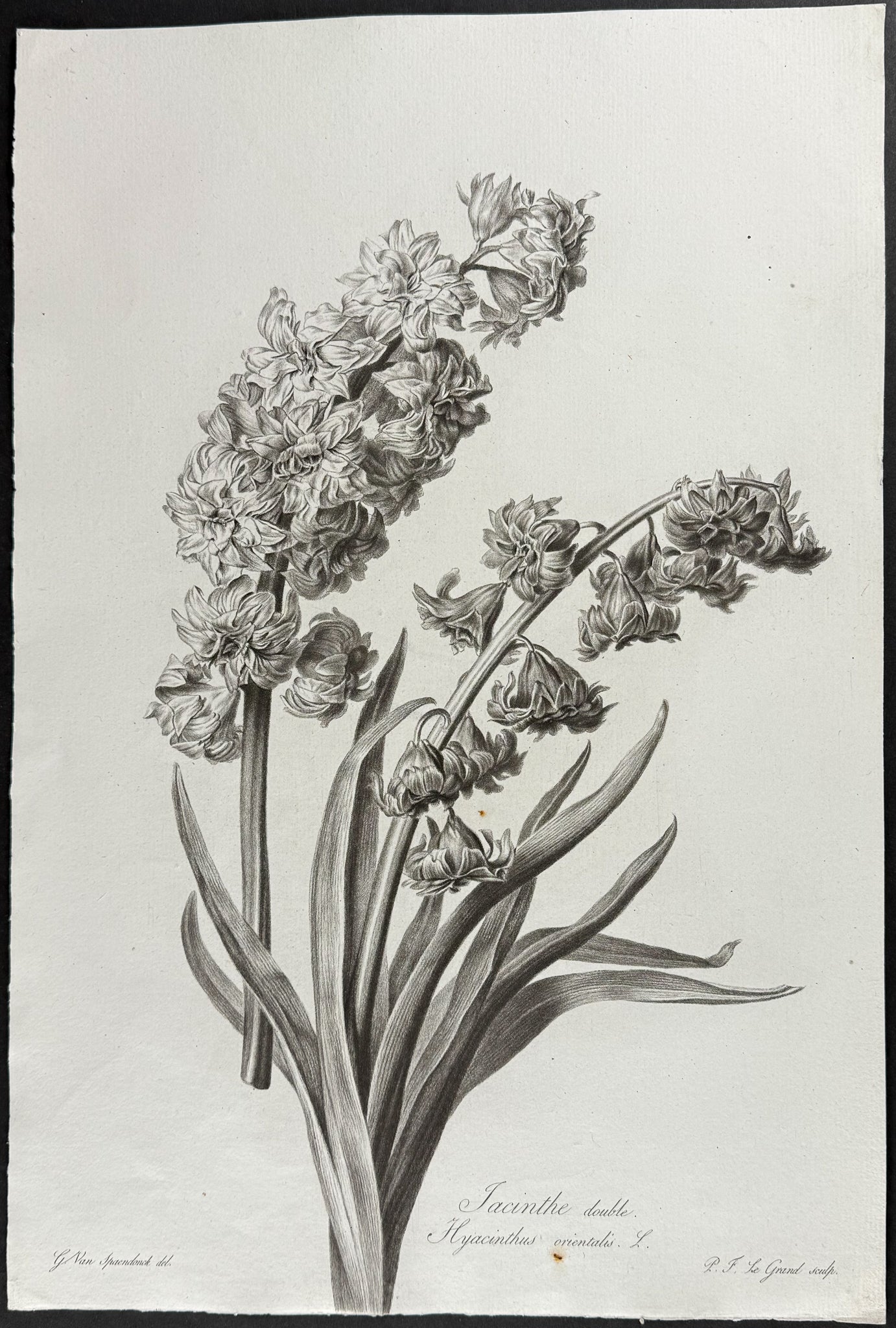 Hyacinth