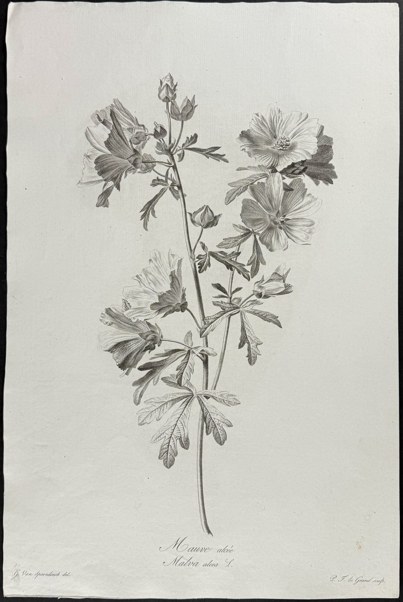 Mallow