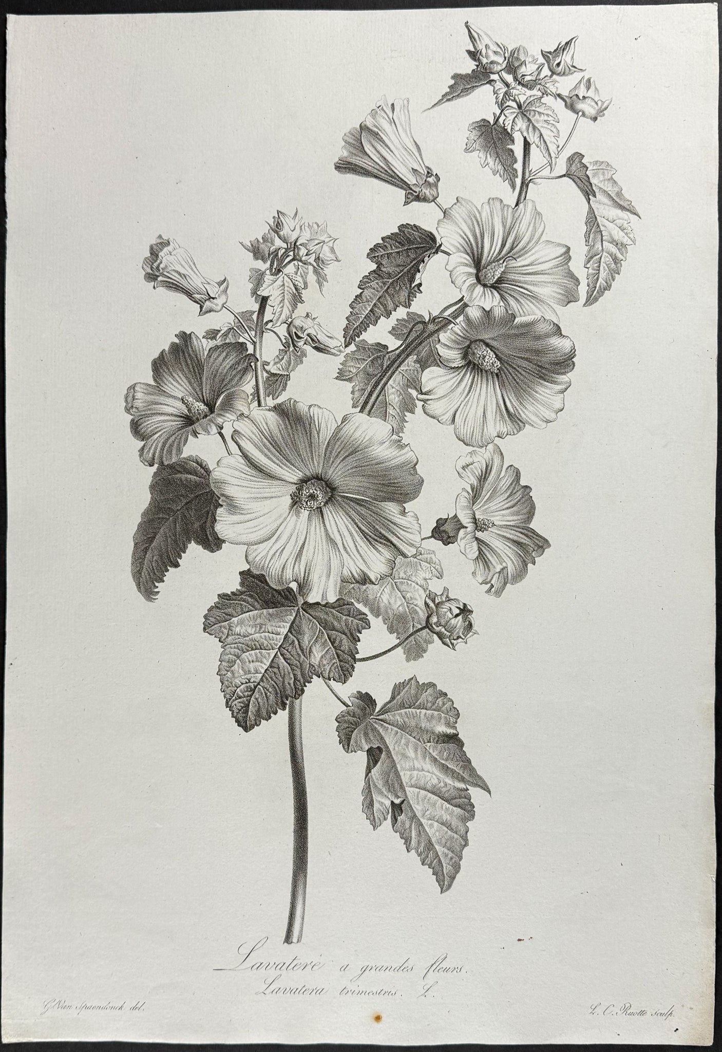Rose Mallow