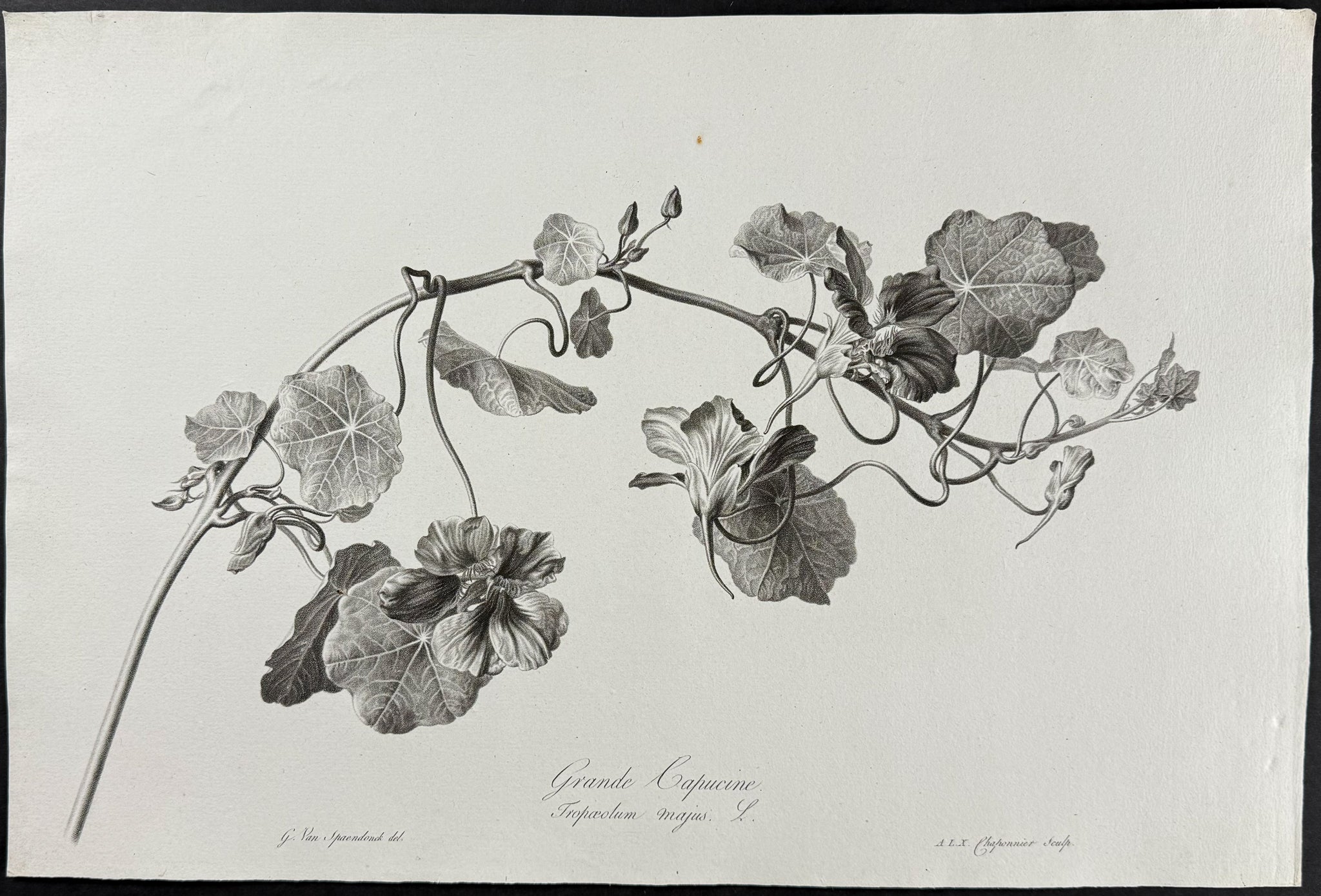 Nasturtium or Indian Cress