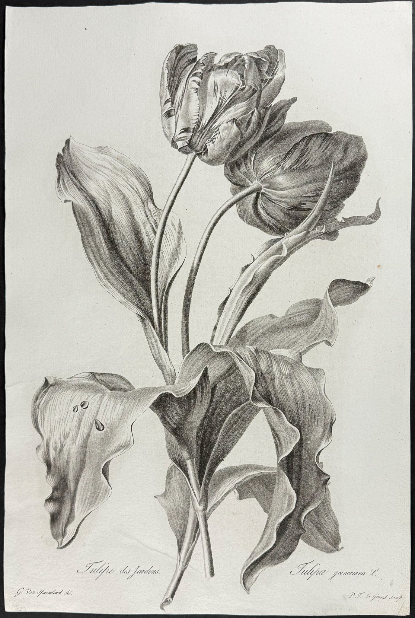 Tulips