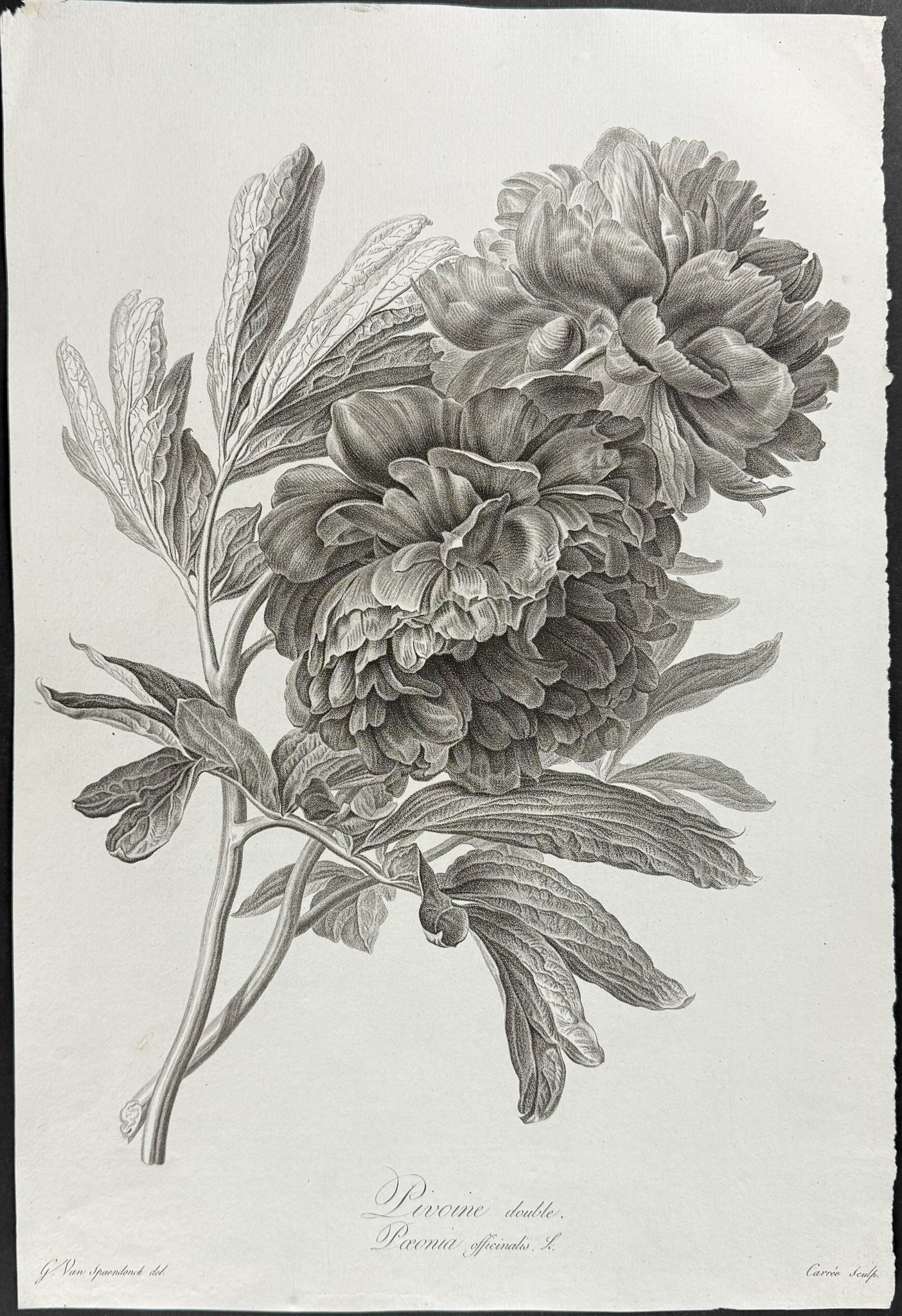 Peony
