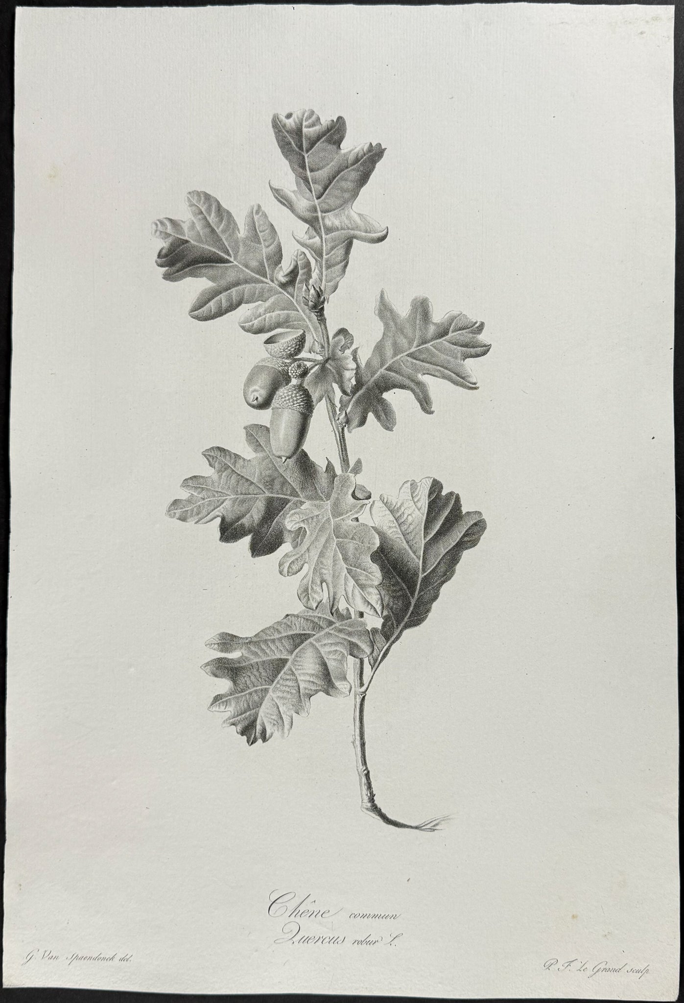 Oak Branch