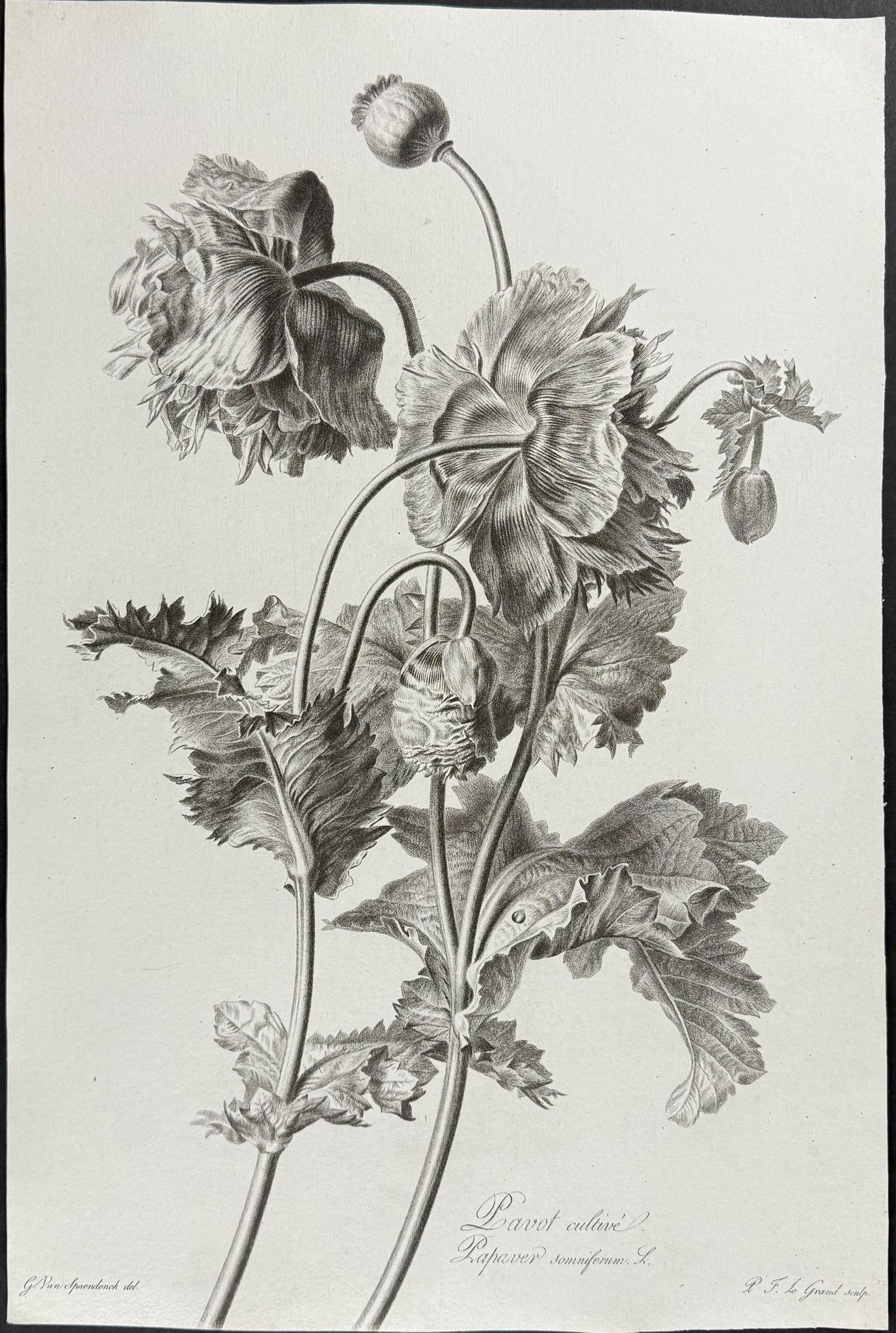 Poppy