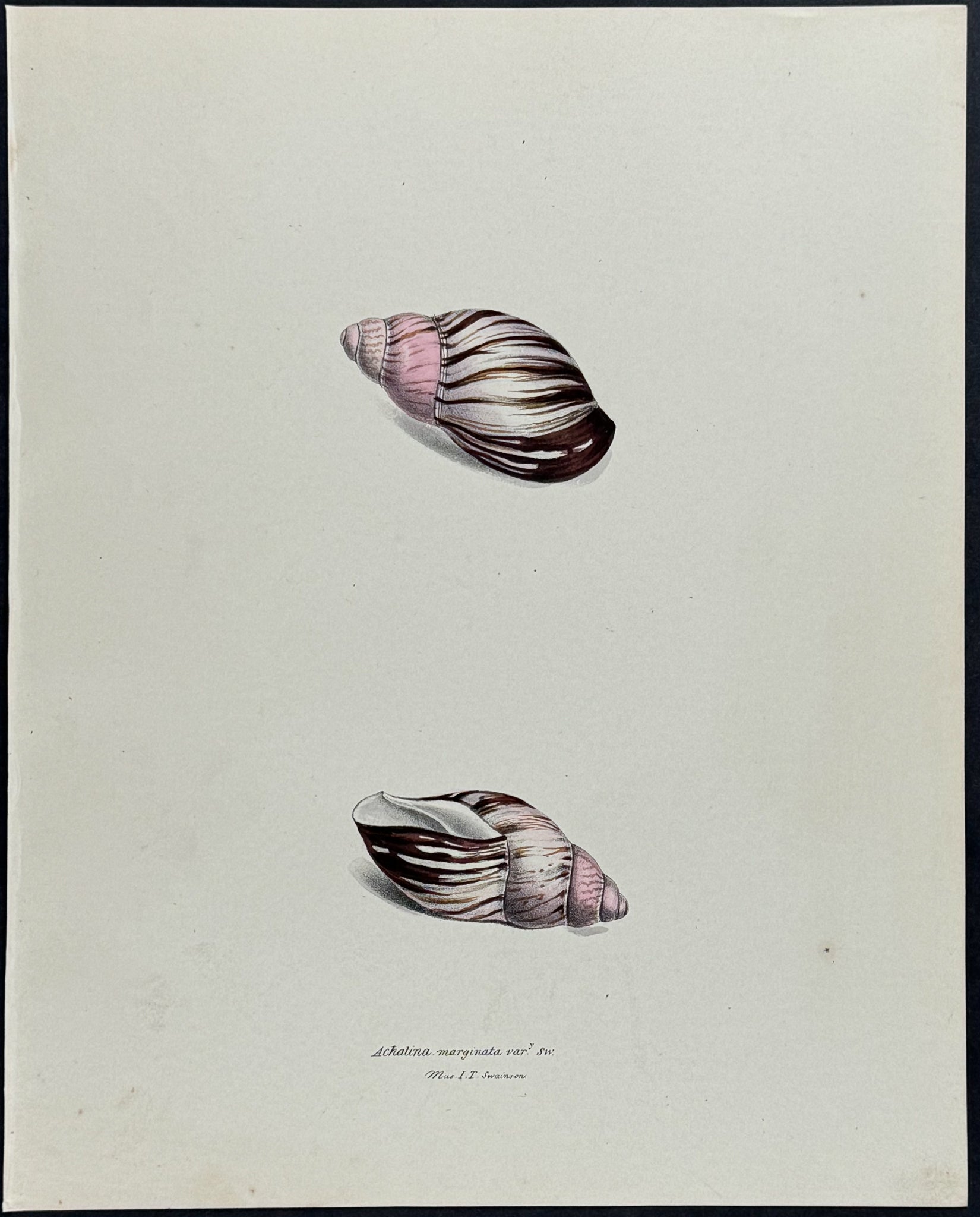Shells